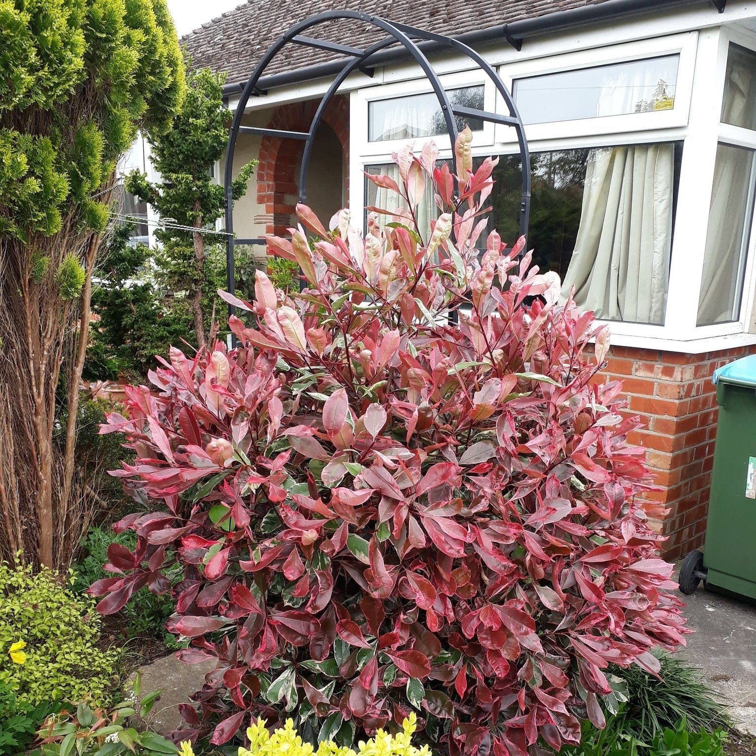 Photinia 'Pink Marble' - Image 4