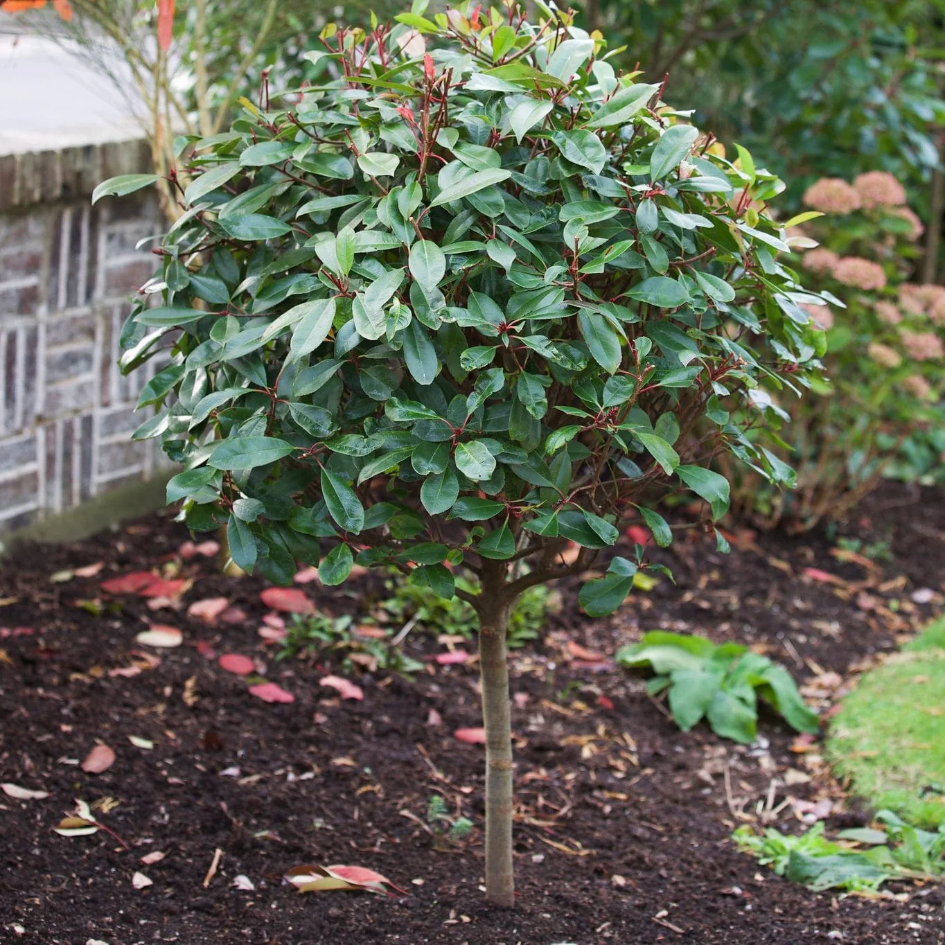 Photinia 'Red Robin' - Image 10