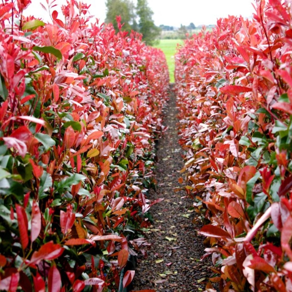 Photinia 'Red Robin' - Image 11