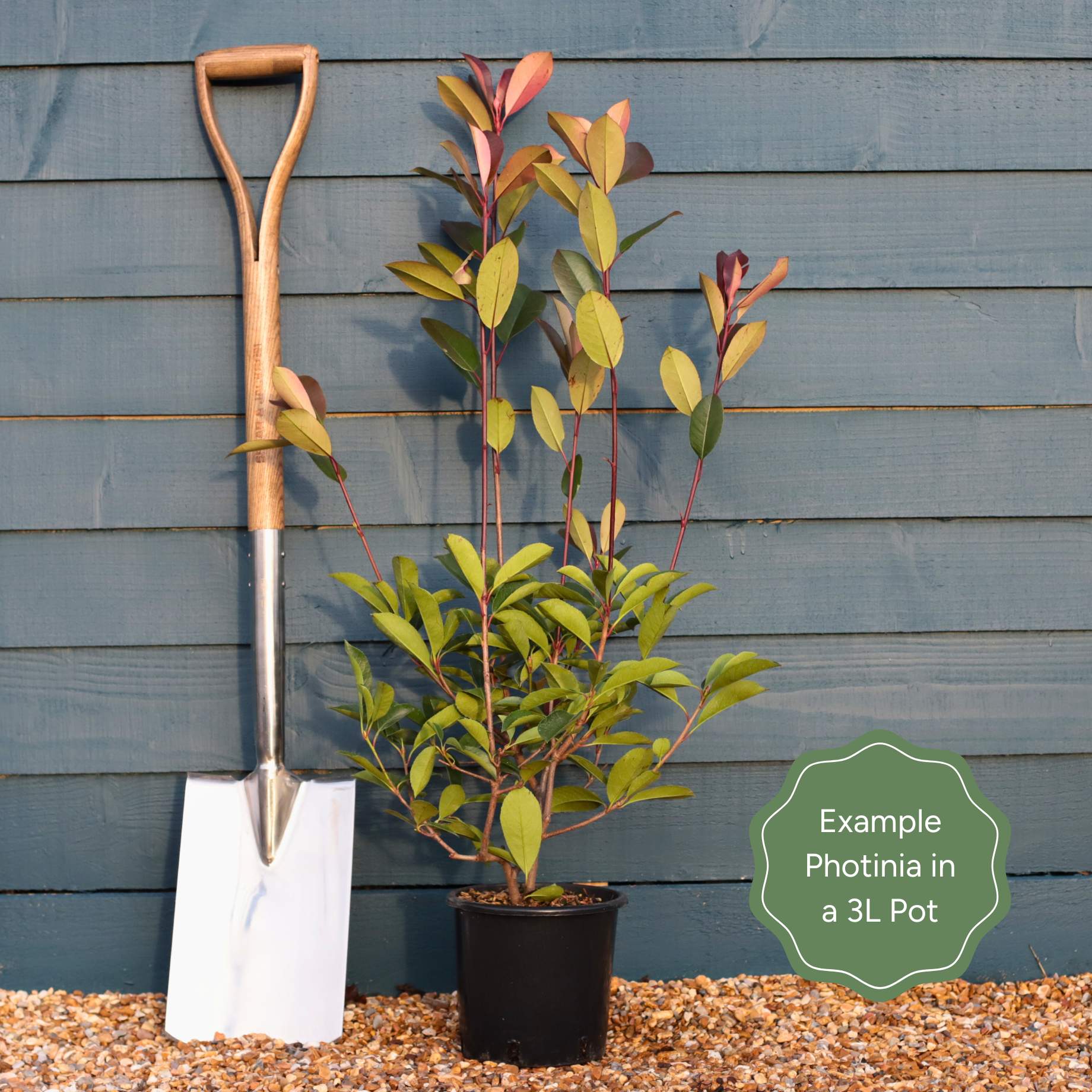 Photinia 'Red Robin' - Image 12