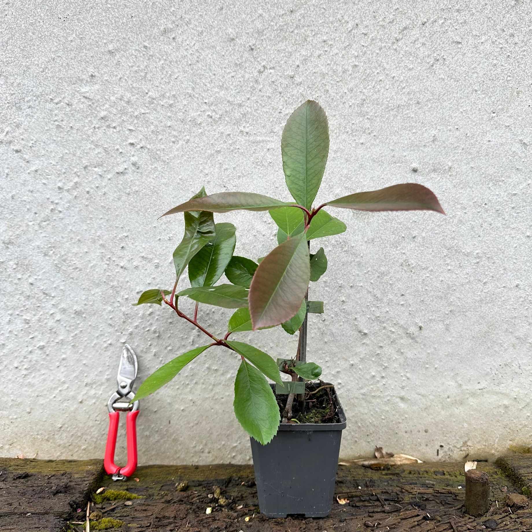 Photinia 'Red Robin' - Image 14