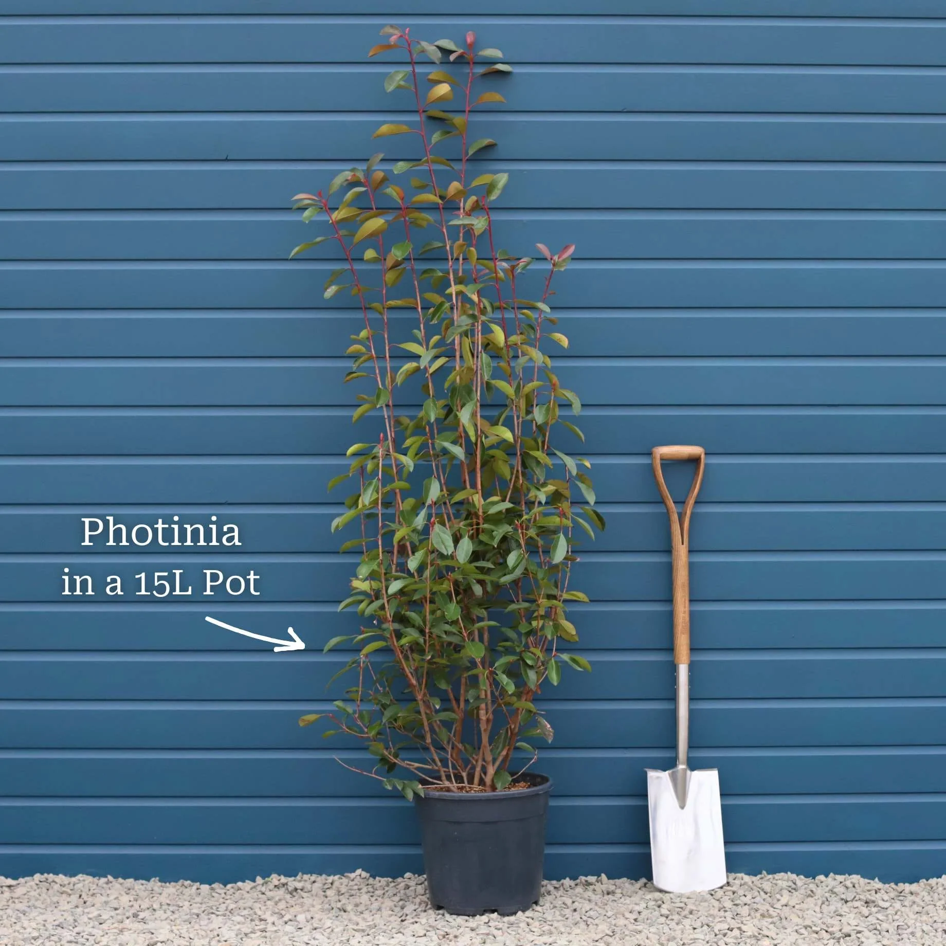 Photinia 'Red Robin' - Image 6