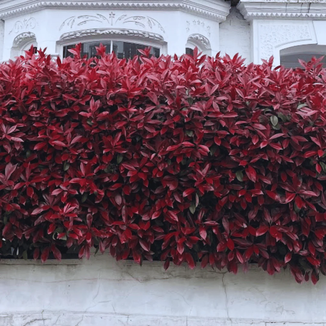 Photinia 'Red Robin' - Image 8