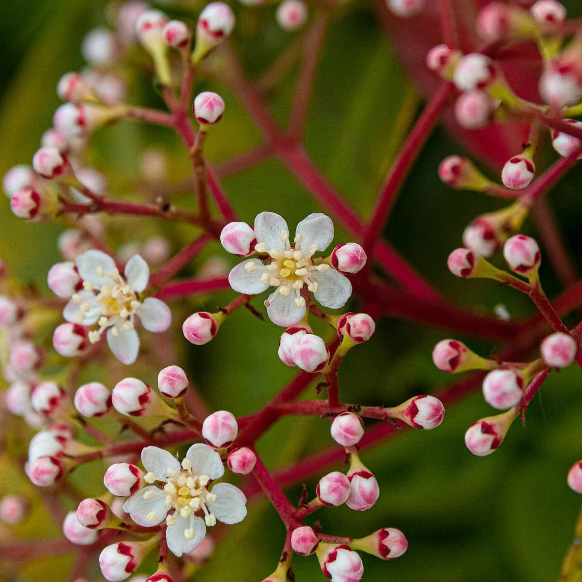 Photinia 'Red Robin' - Image 9