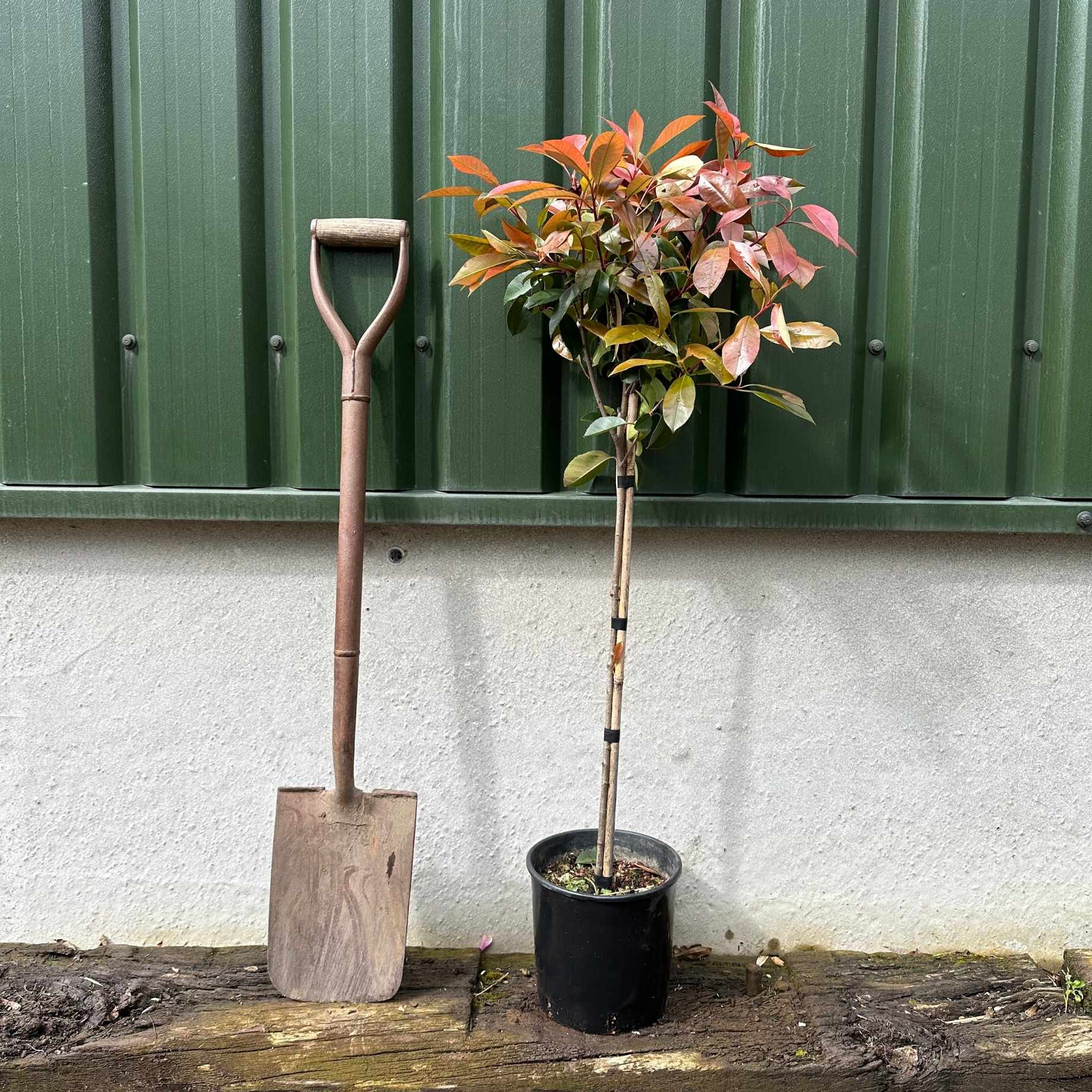 Photinia 'Red Robin' Patio Tree - Image 3