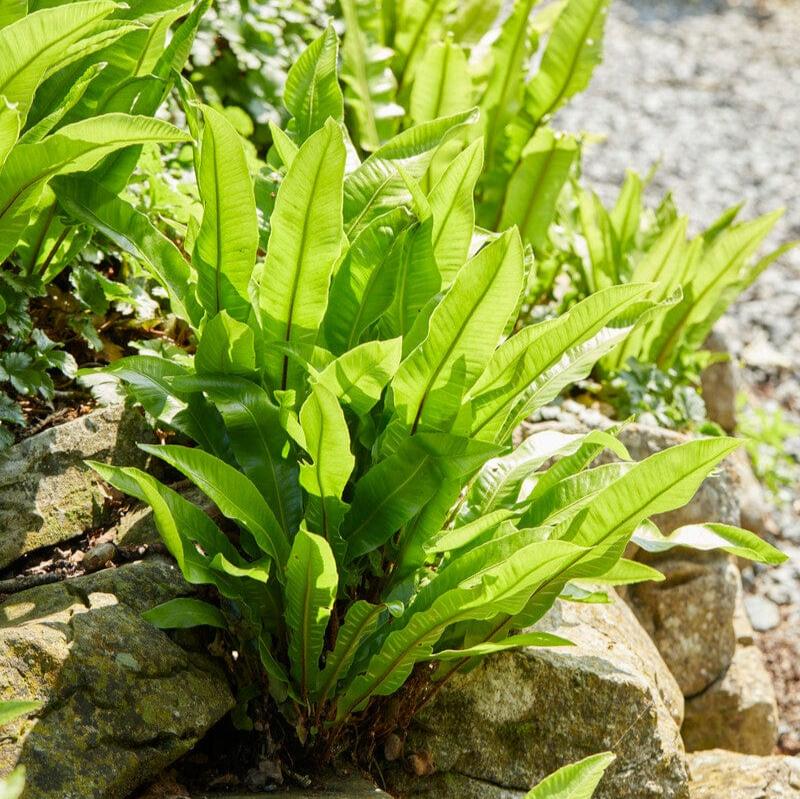 Hart's Tongue Fern | Phyllitis scolopendrium