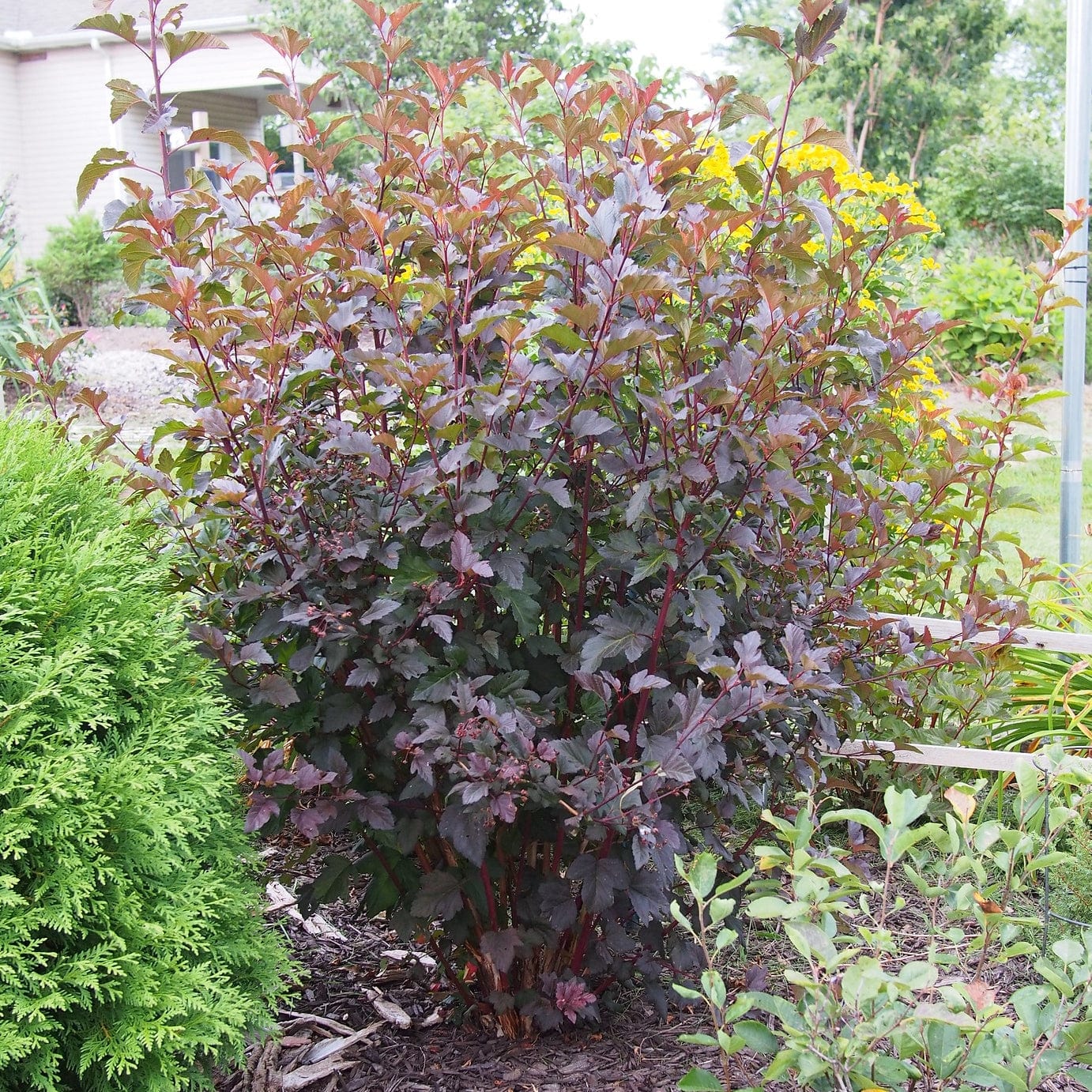 Physocarpus 'Diabolo' - Image 7