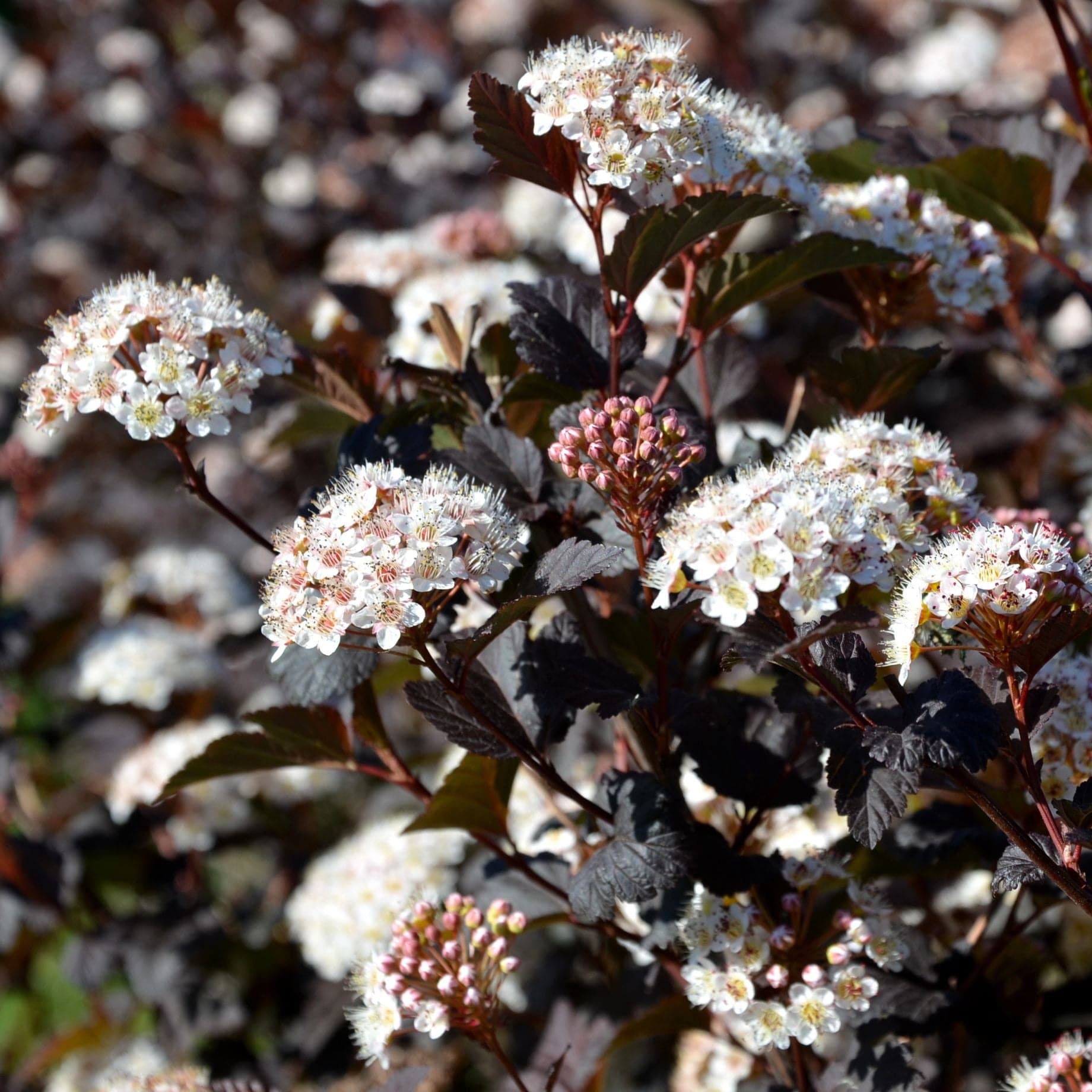 Physocarpus opulifolius 'Diabolo'