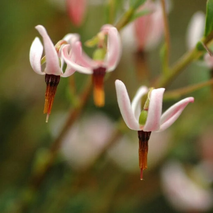 'Pilgrim' Cranberry Bush - Image 3