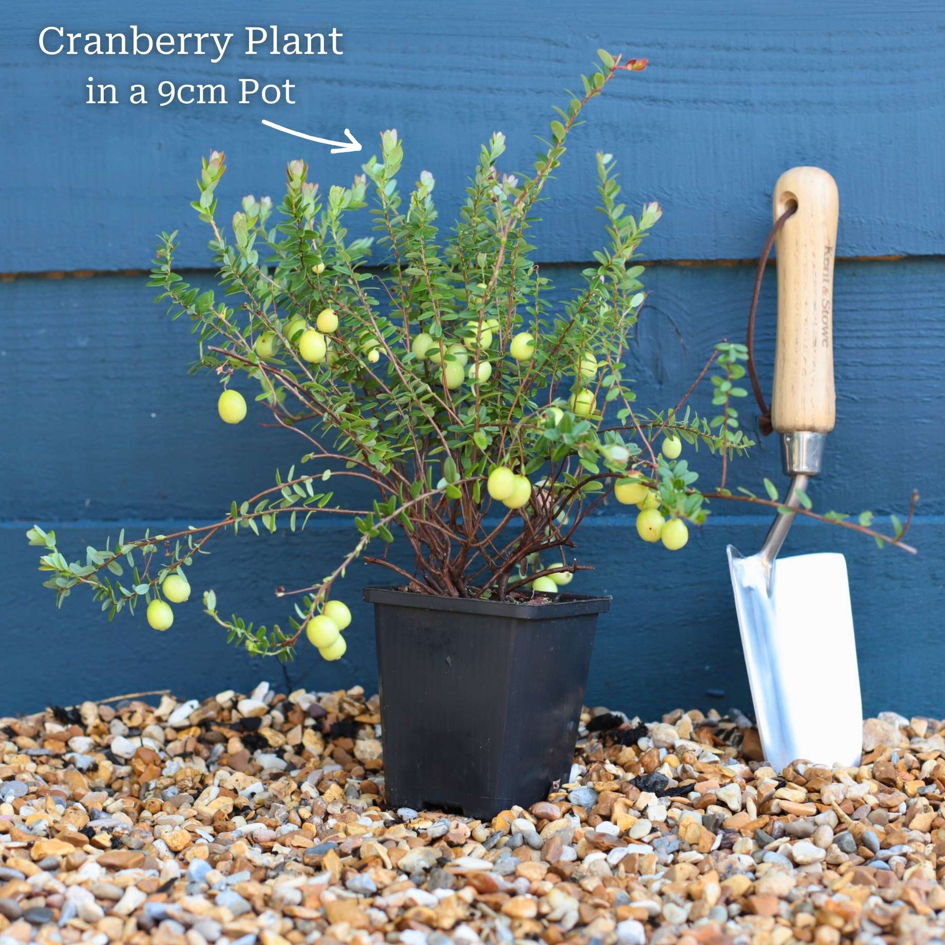Cranberry Plant - Image 4