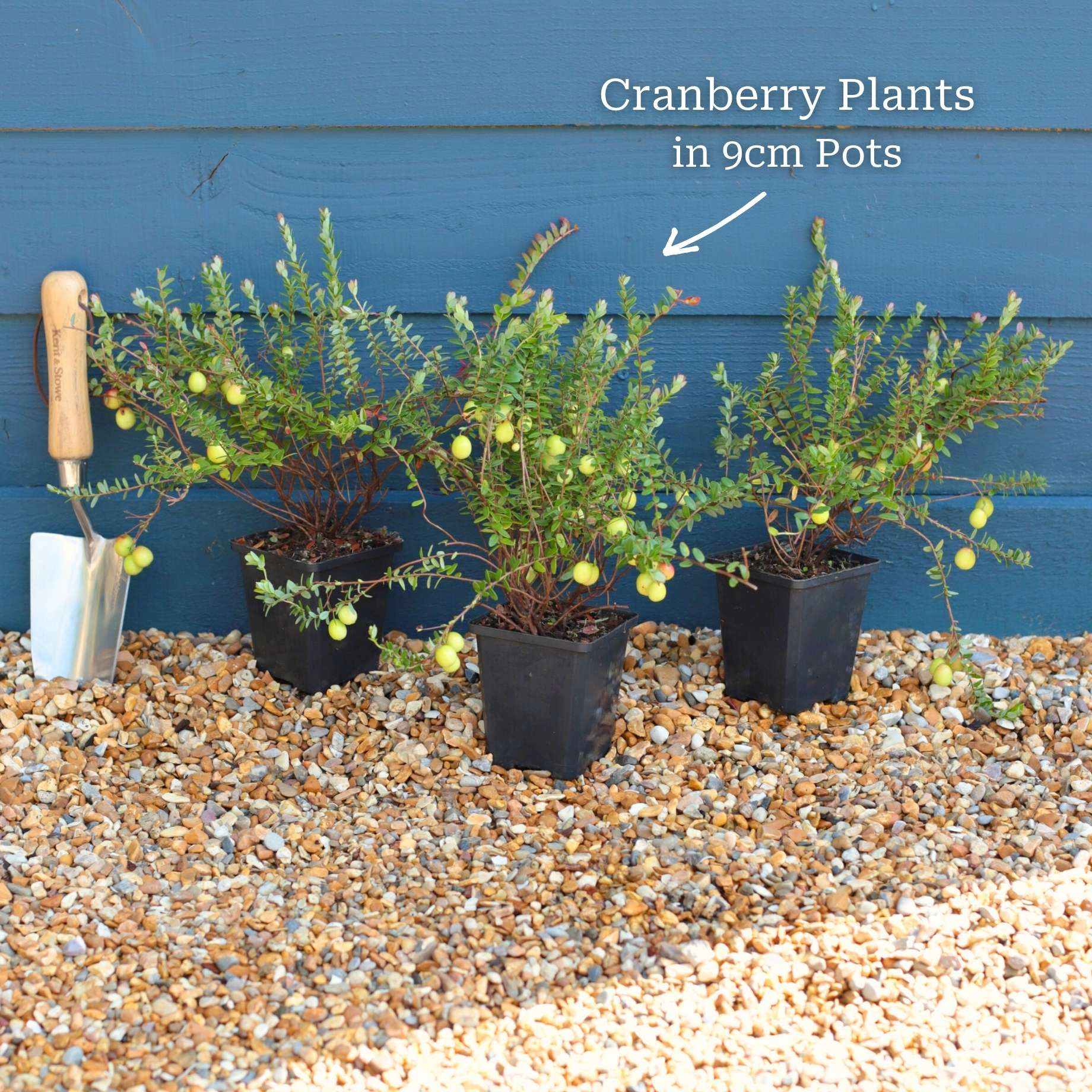 Cranberry Plant - Image 5