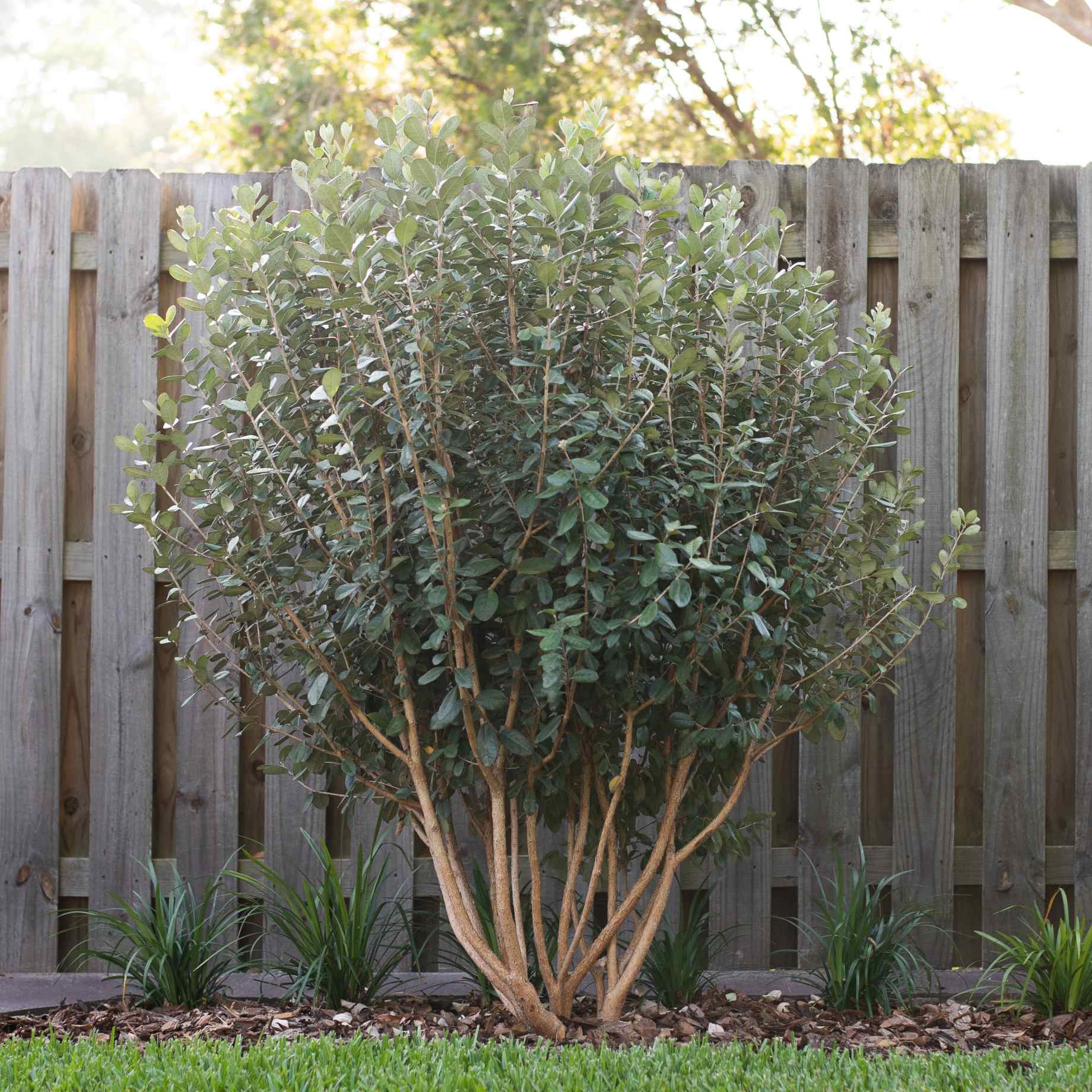 Pineapple Guava Plant | Feijoa sellowiana - Image 3