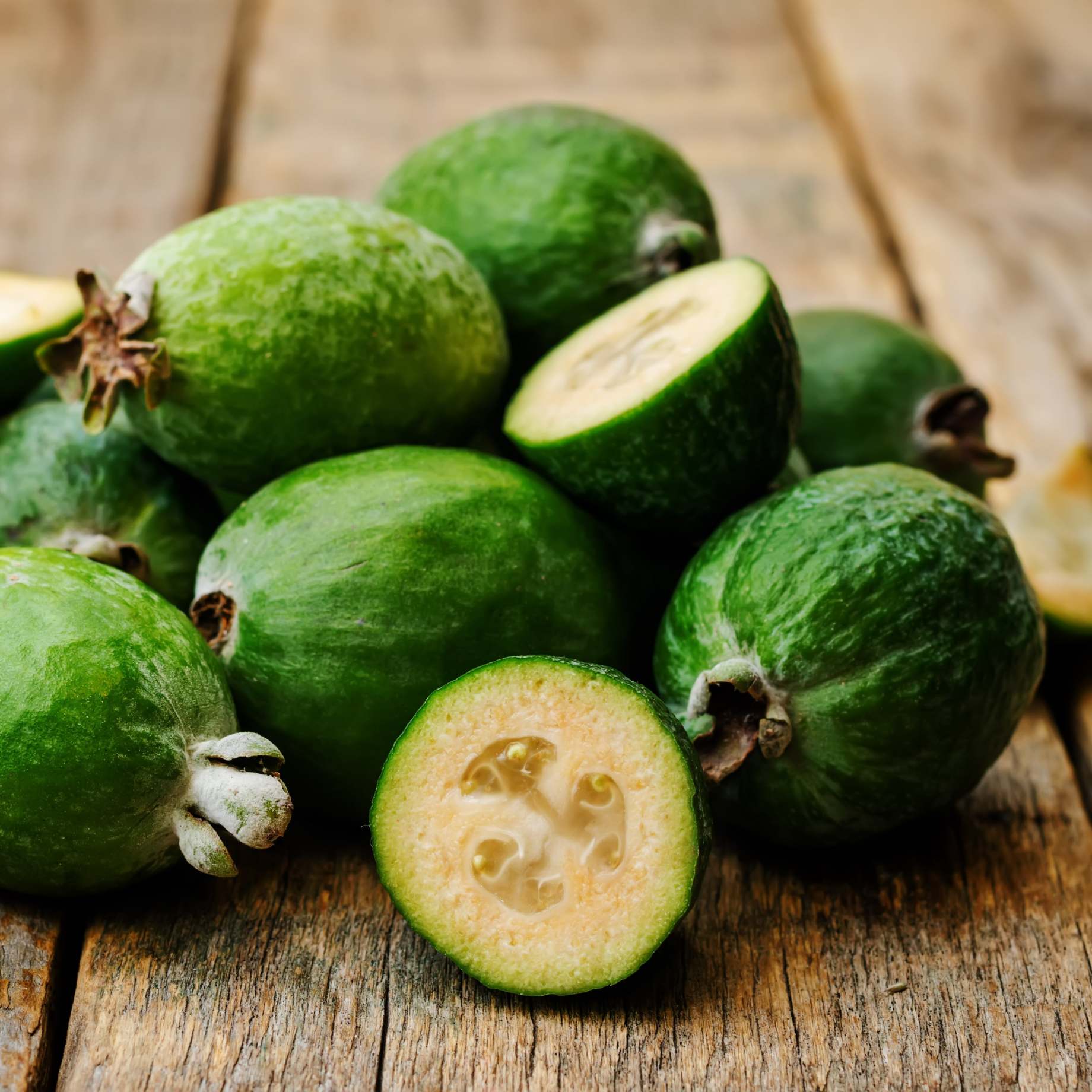Pineapple Guava Plant | Feijoa sellowiana - Image 4
