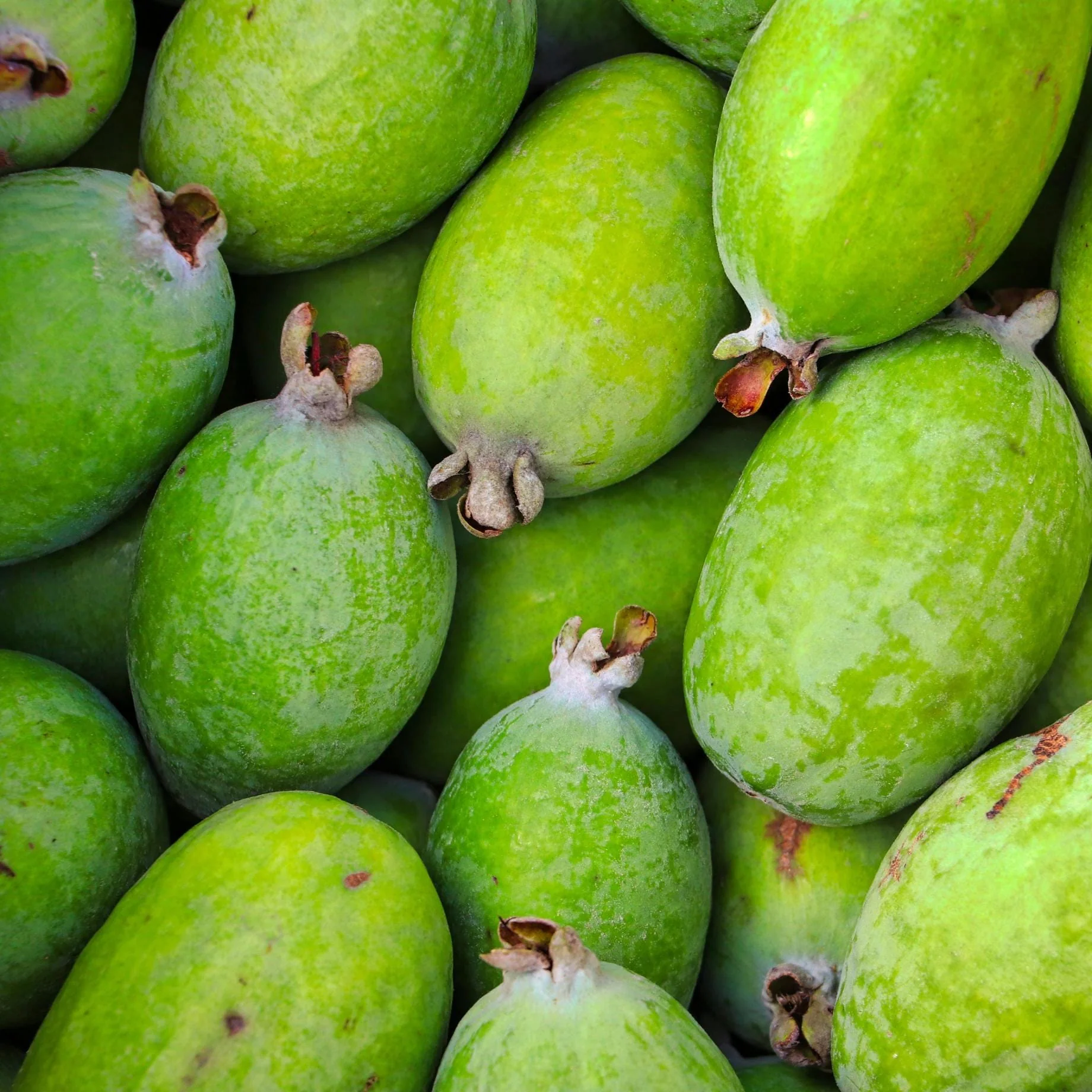Pineapple Guava Plant | Feijoa sellowiana - Image 6