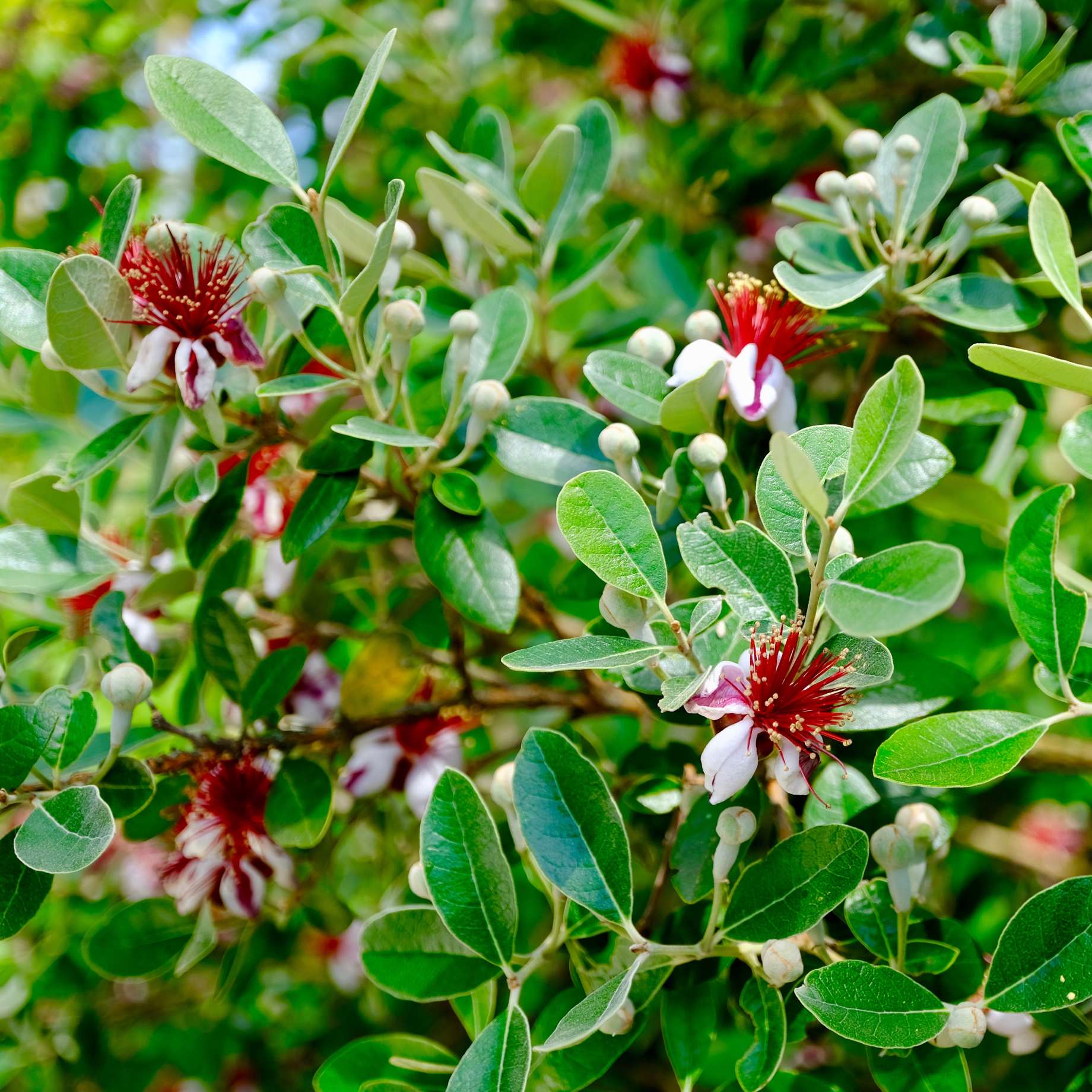 Pineapple Guava Plant | Feijoa sellowiana - Image 7
