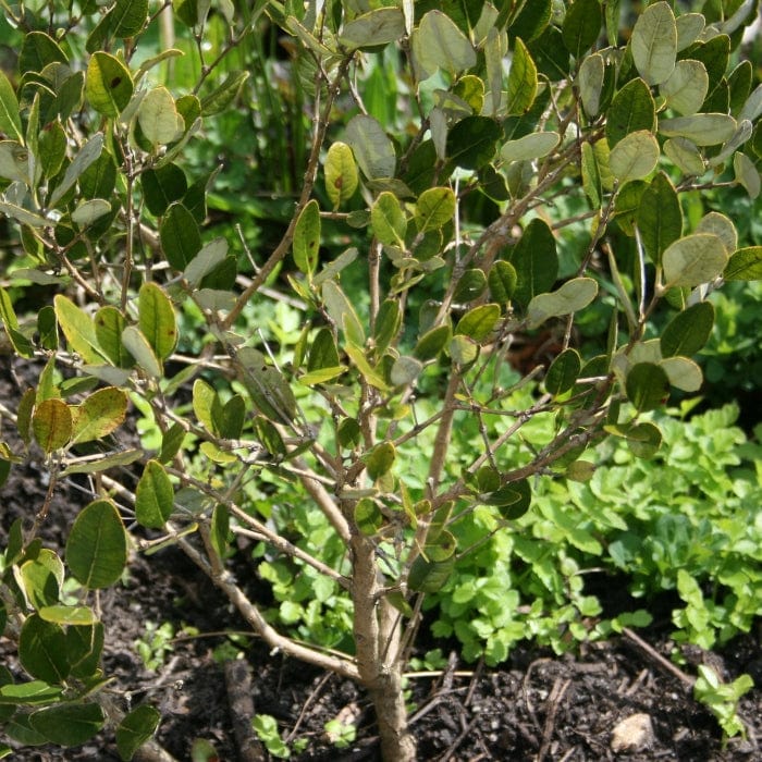Pineapple Guava Plant | Feijoa sellowiana 'Triumph' - Image 3