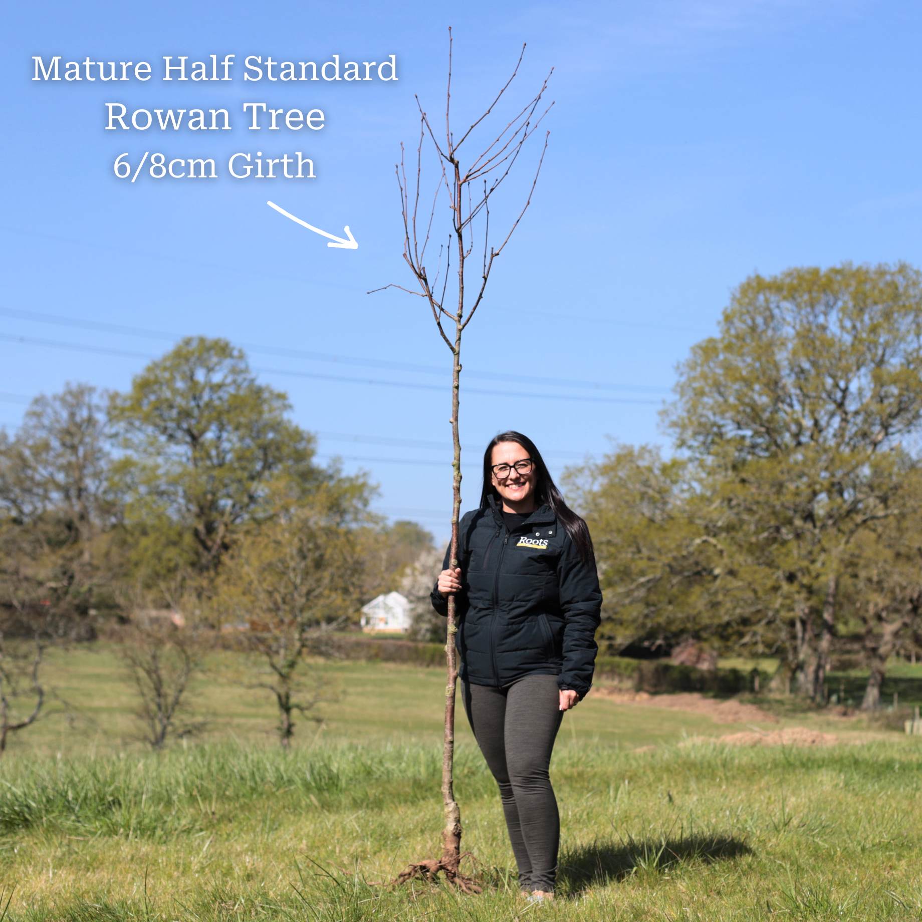 Vilmorin's Rowan Tree | Sorbus vilmorinii - Image 7