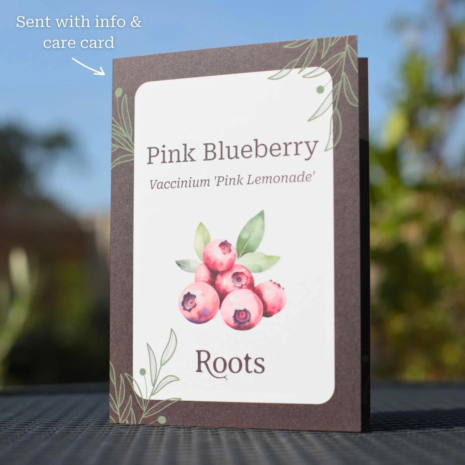 Pink Blueberry Plant Gift - Image 3