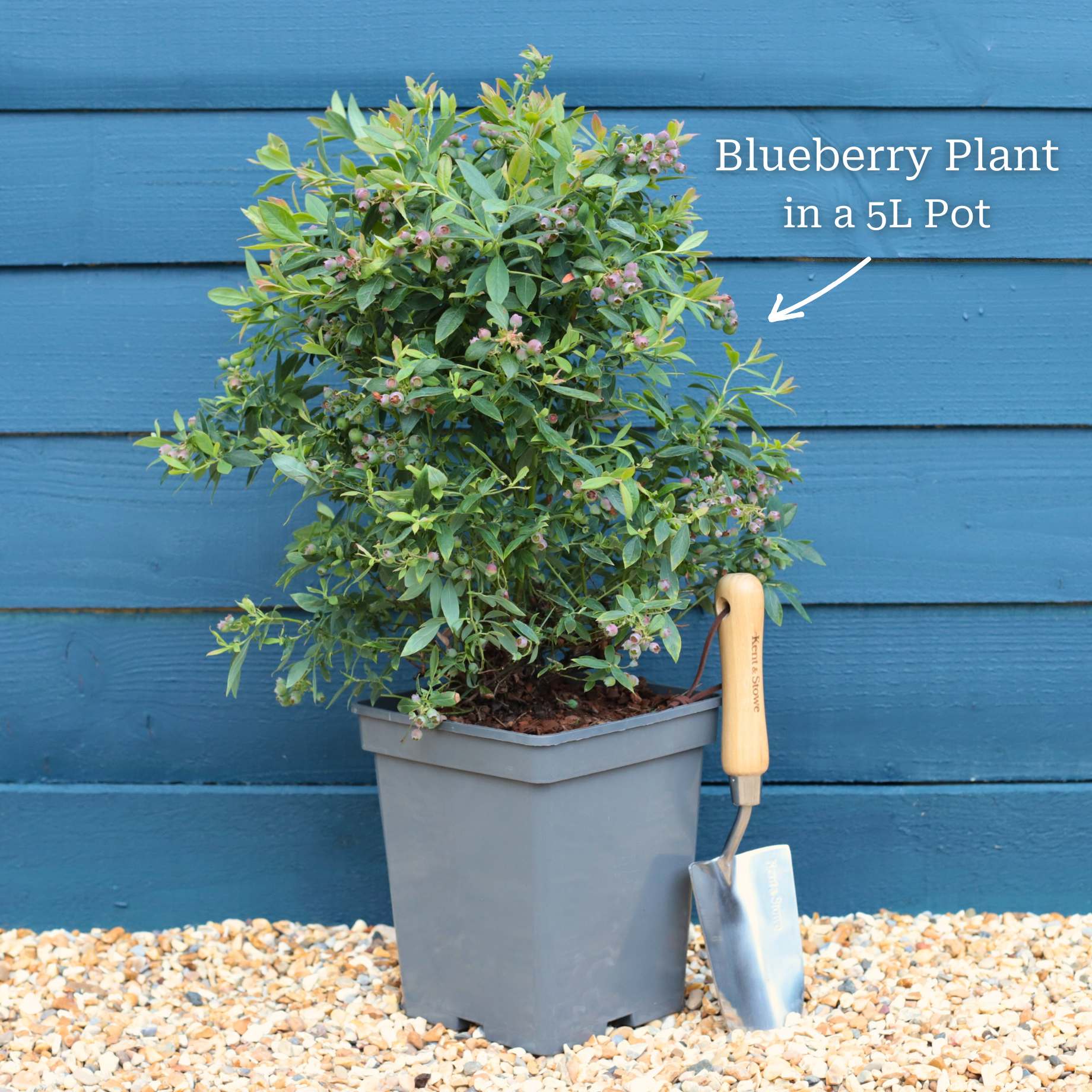 'Sunshine Blue' Evergreen Blueberry Bush - Image 3