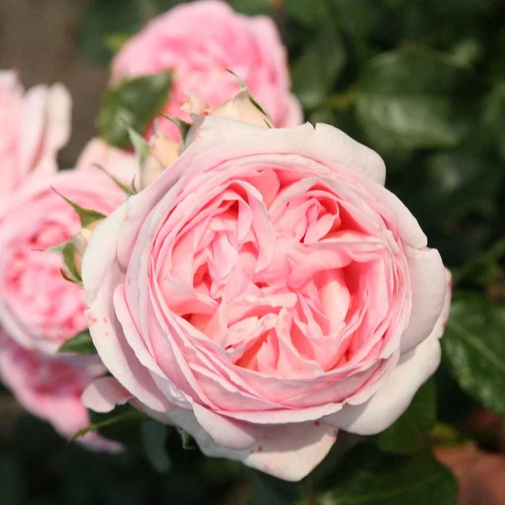 'Pink Martini' Hybrid Tea Rose - Image 2