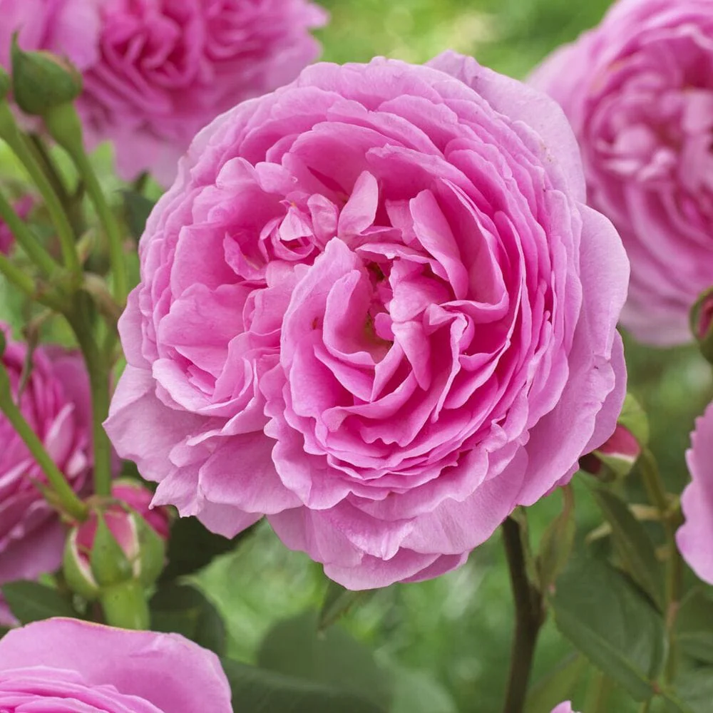 'Pink Martini' Hybrid Tea Rose - Image 3