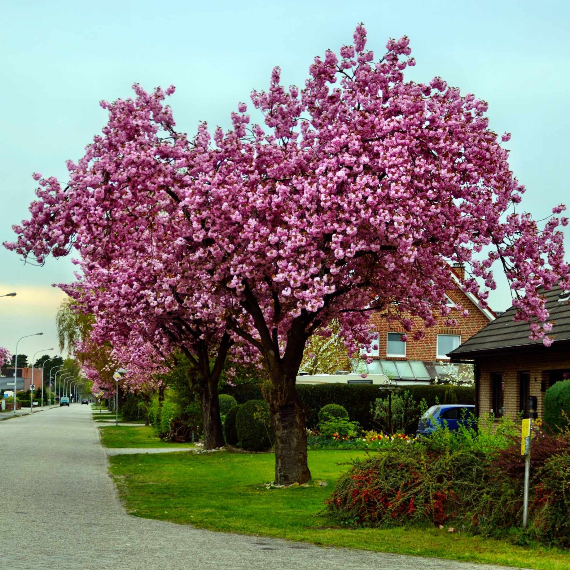 'Pink Perfection' Cherry Blossom Tree - Image 12