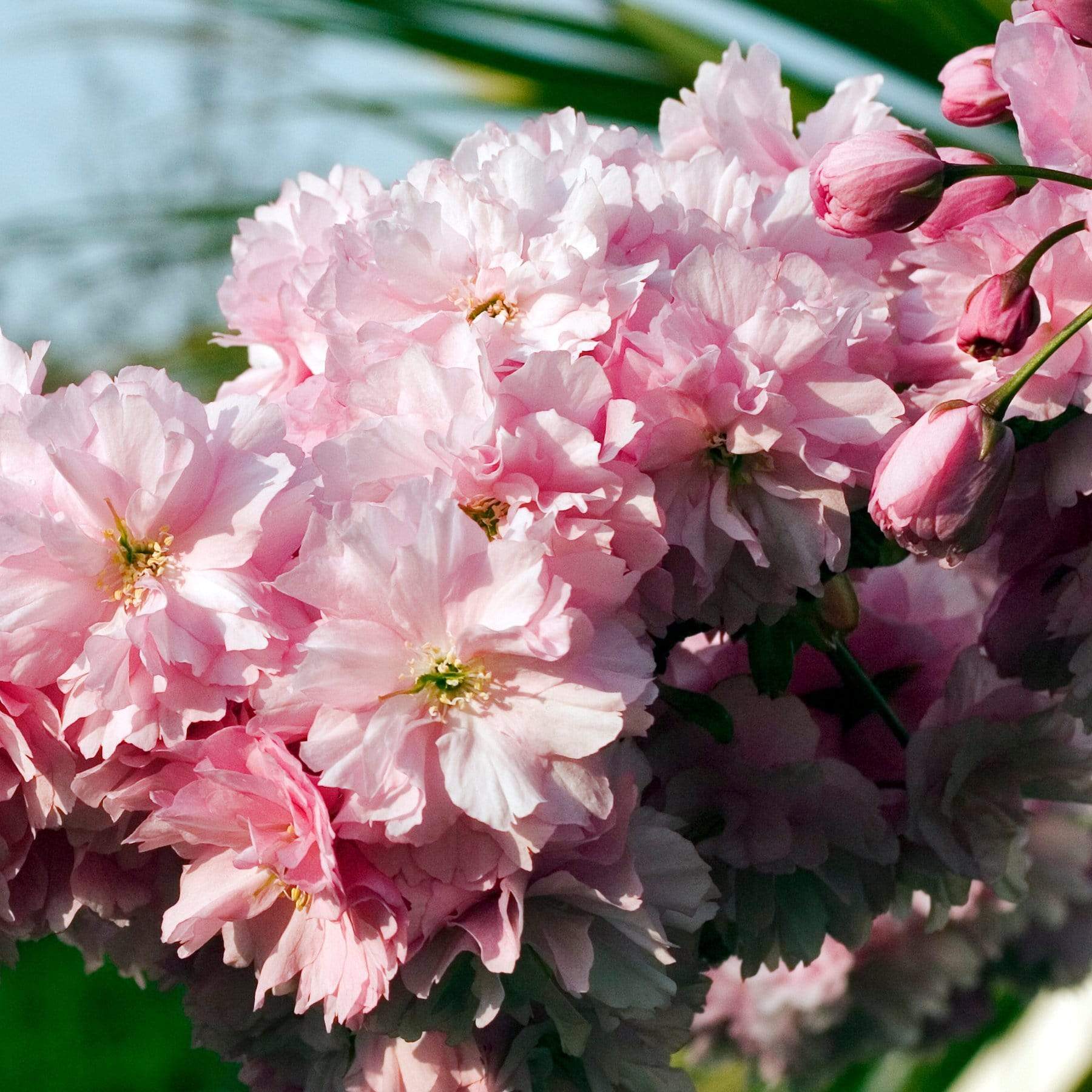 'Pink Perfection' Cherry Blossom Tree - Image 5