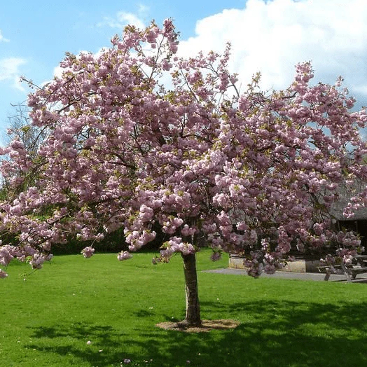 'Pink Perfection' Cherry Blossom Tree - Image 6