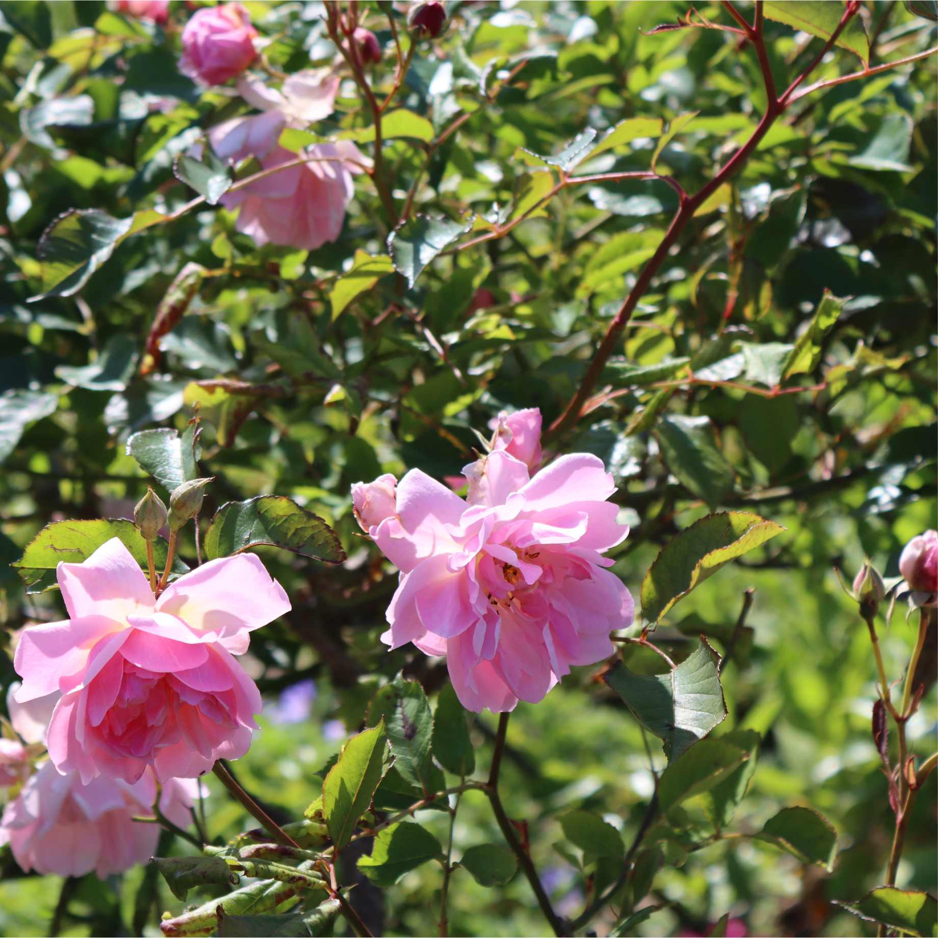 'Pink Perfection' Scented Hybrid Tea Rose - Image 2