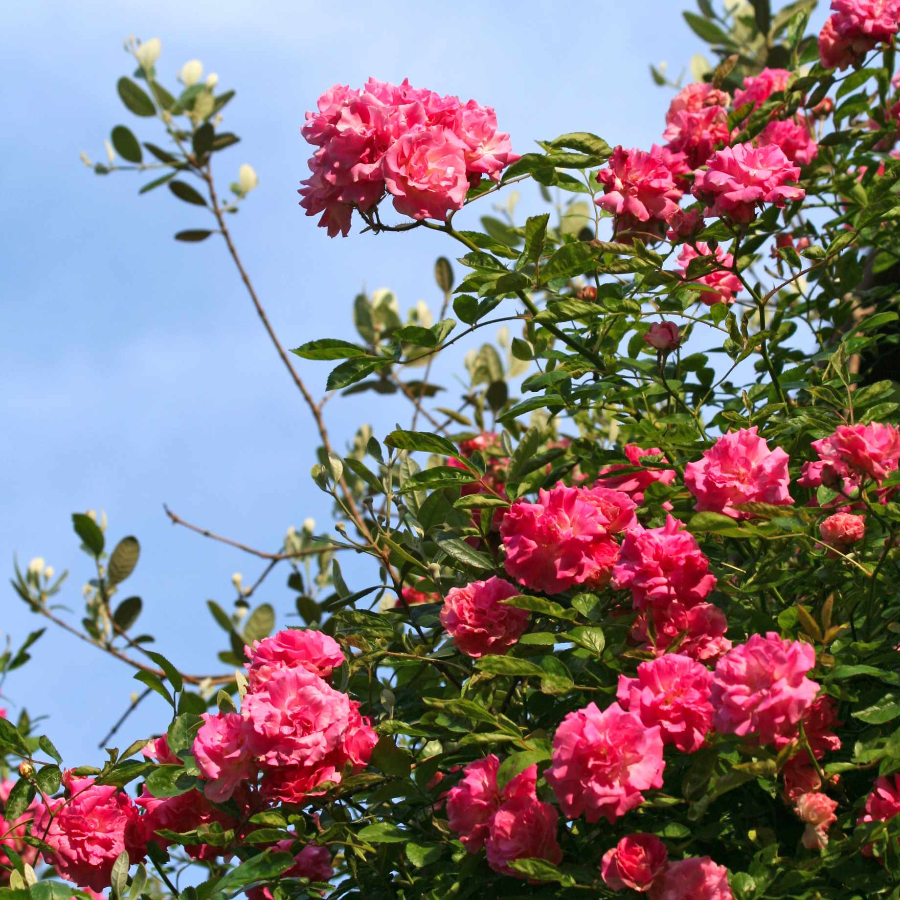 'Pink Perfection' Scented Hybrid Tea Rose - Image 3