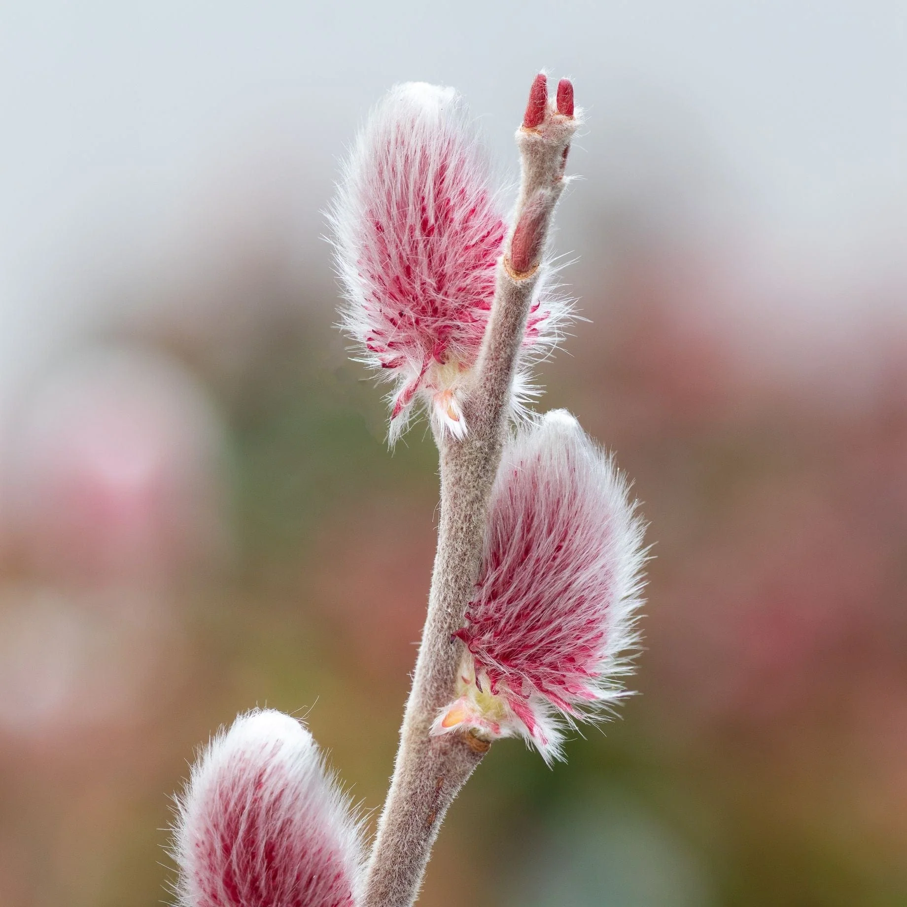 Pink Pussy Willow Tree | Salix gracilistyla 'Mount Aso' - Image 2