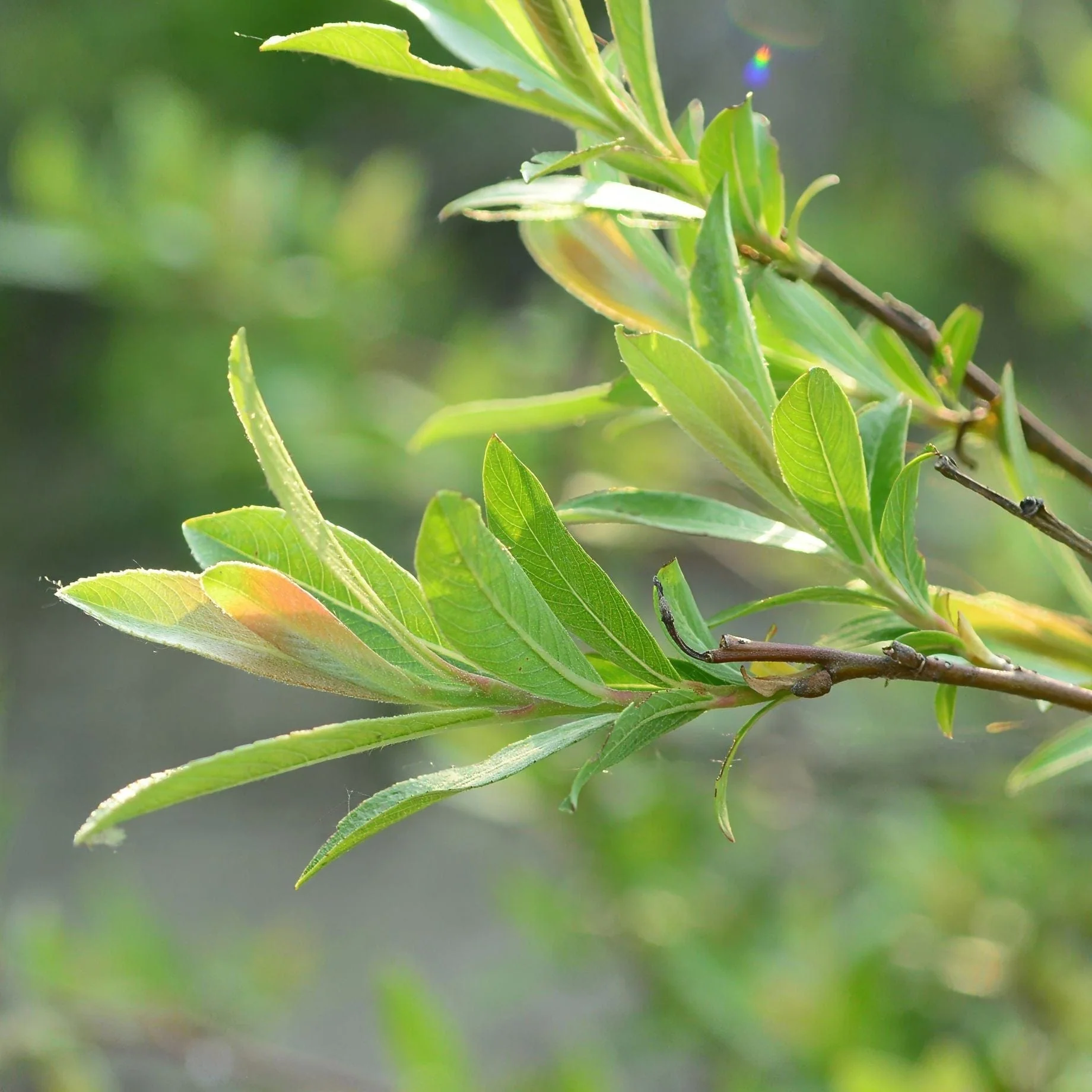 Pink Pussy Willow Tree | Salix gracilistyla 'Mount Aso' - Image 4