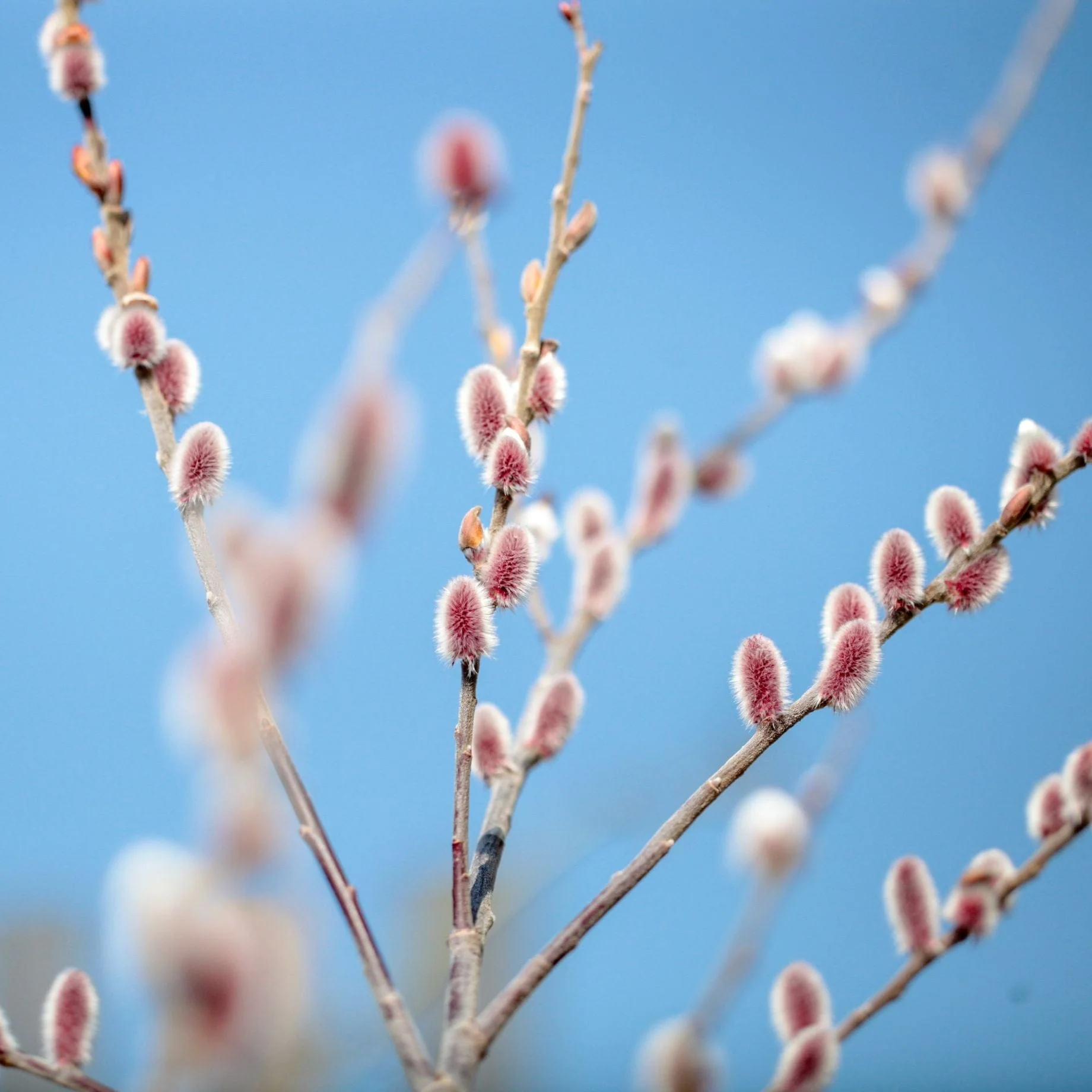 Pink Pussy Willow Tree | Salix gracilistyla 'Mount Aso' - Image 5