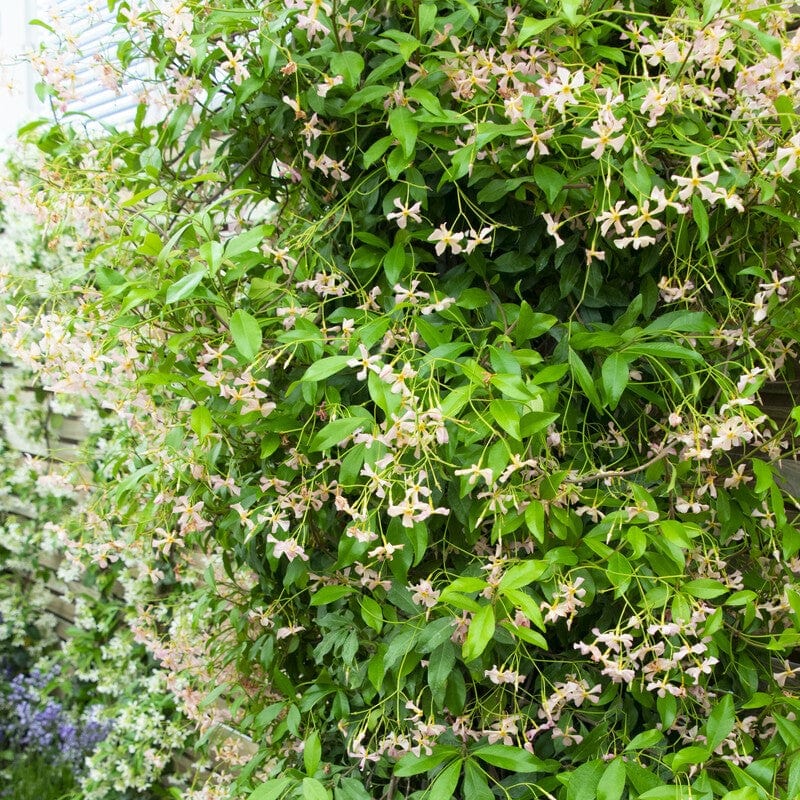 'Pink Showers' Asiatic Jasmine | Trachelospermum asiaticum - Image 2