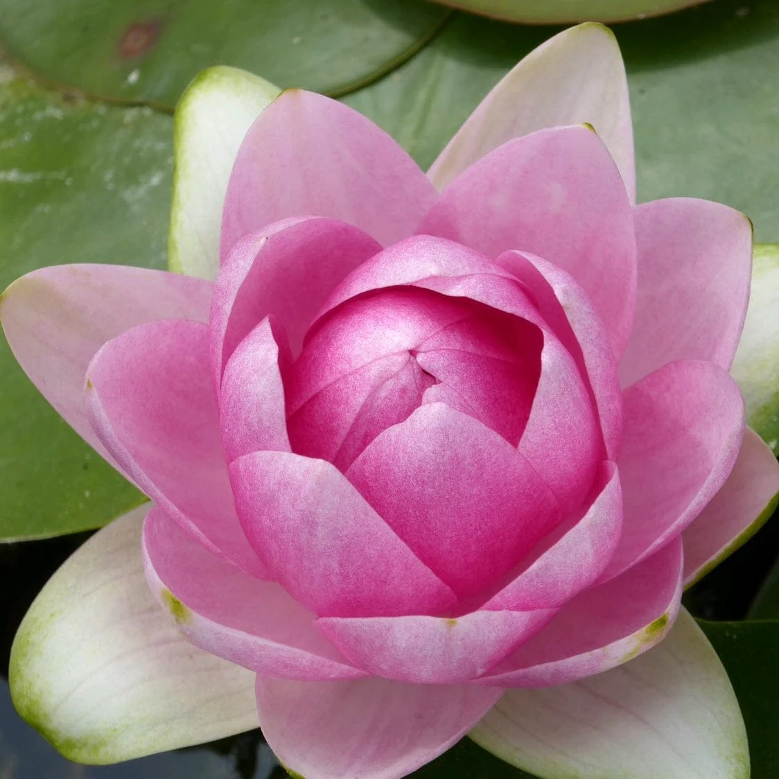Pink Water Lily | Nymphaea 'Madame Wilfron Gonnère' - Image 2