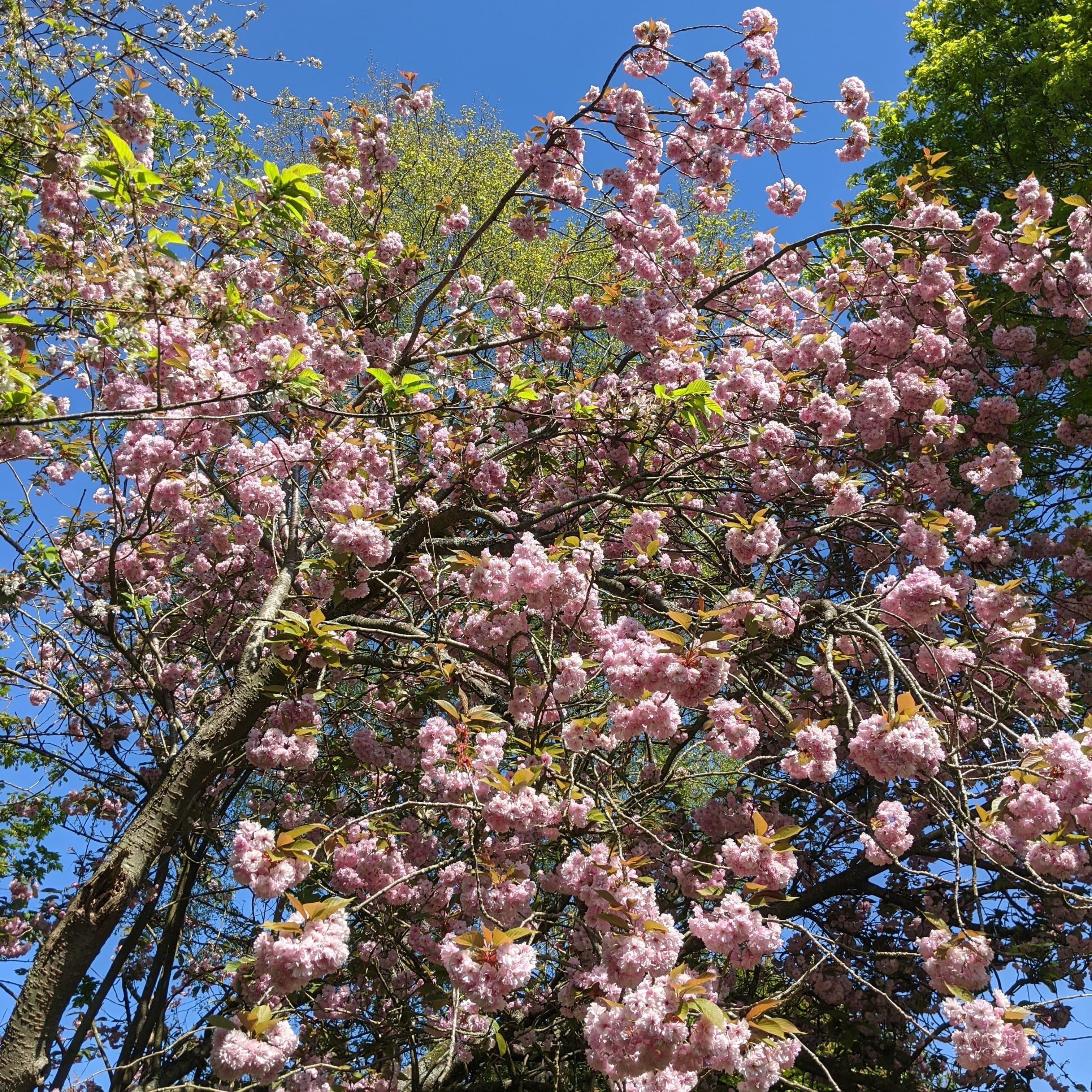 Pink Winter Flowering Cherry Tree | Prunus x subhirtella 'Autumnalis Rosea' - Image 3