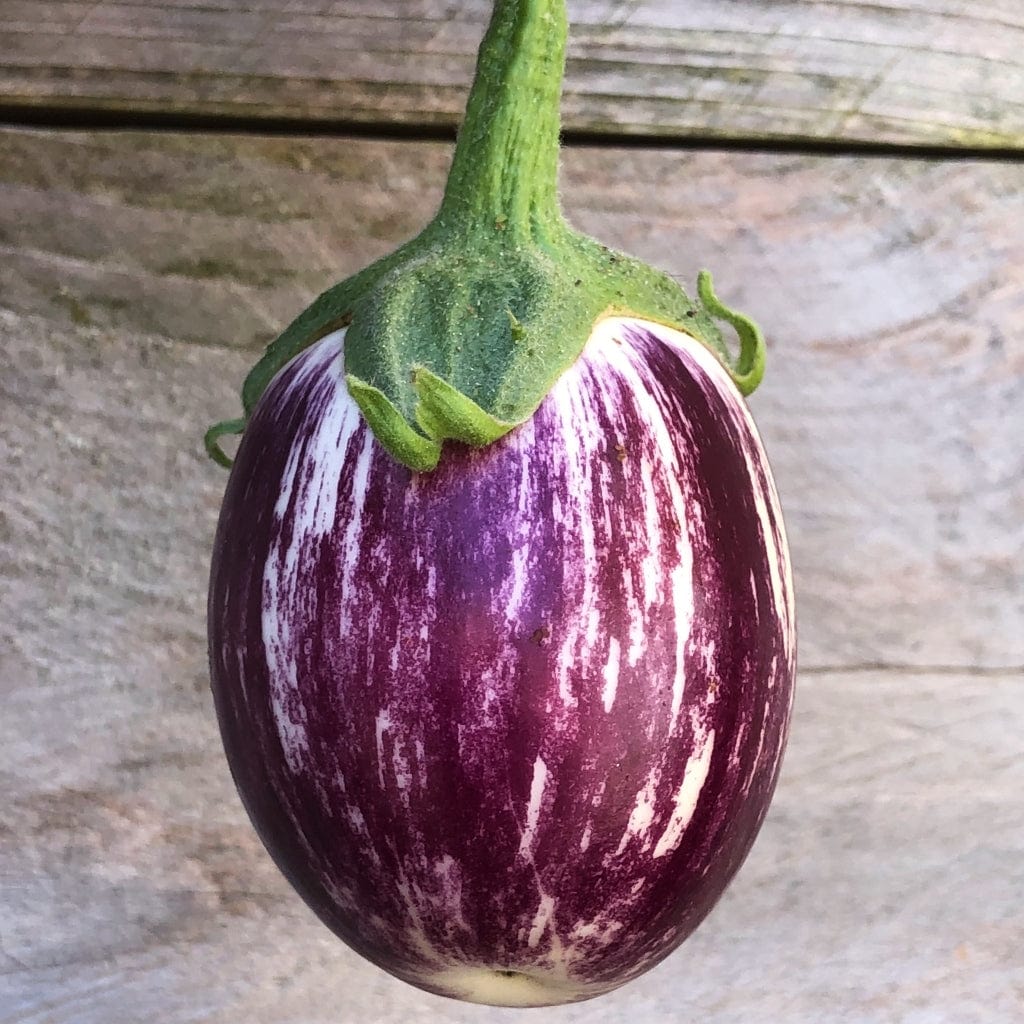 'Pinstripe' Aubergine Plants - Image 3