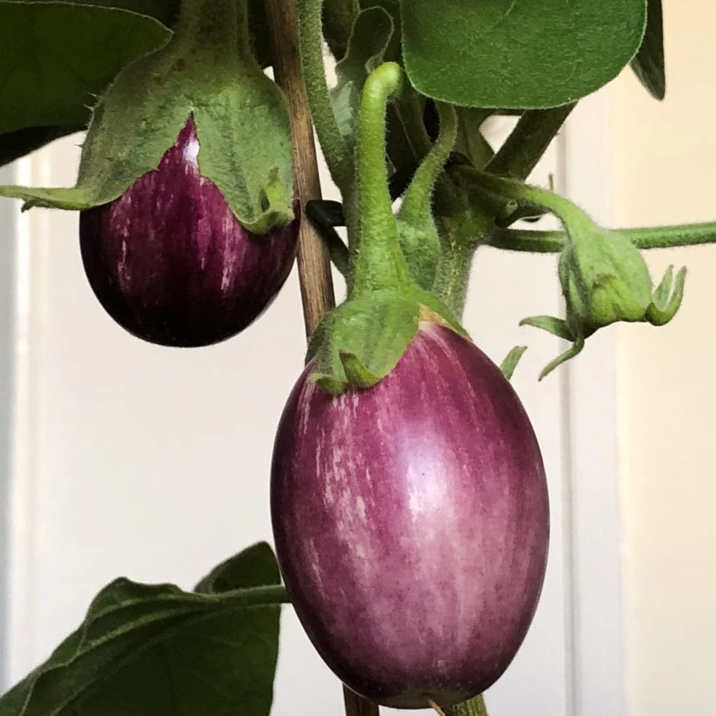 'Pinstripe' Aubergine Plants - Image 4