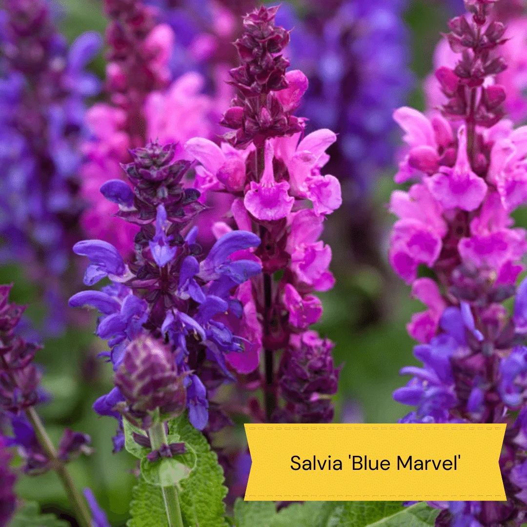 Plants for Butterflies and Bees | Perfect for Pollinators - Image 10