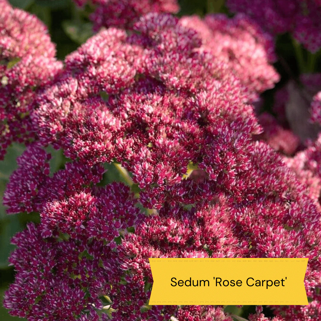 Plants for Butterflies and Bees | Perfect for Pollinators - Image 11
