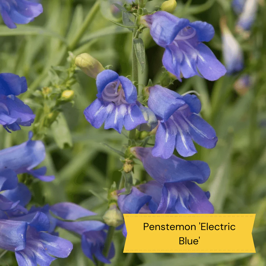 Plants for Butterflies and Bees | Perfect for Pollinators - Image 13