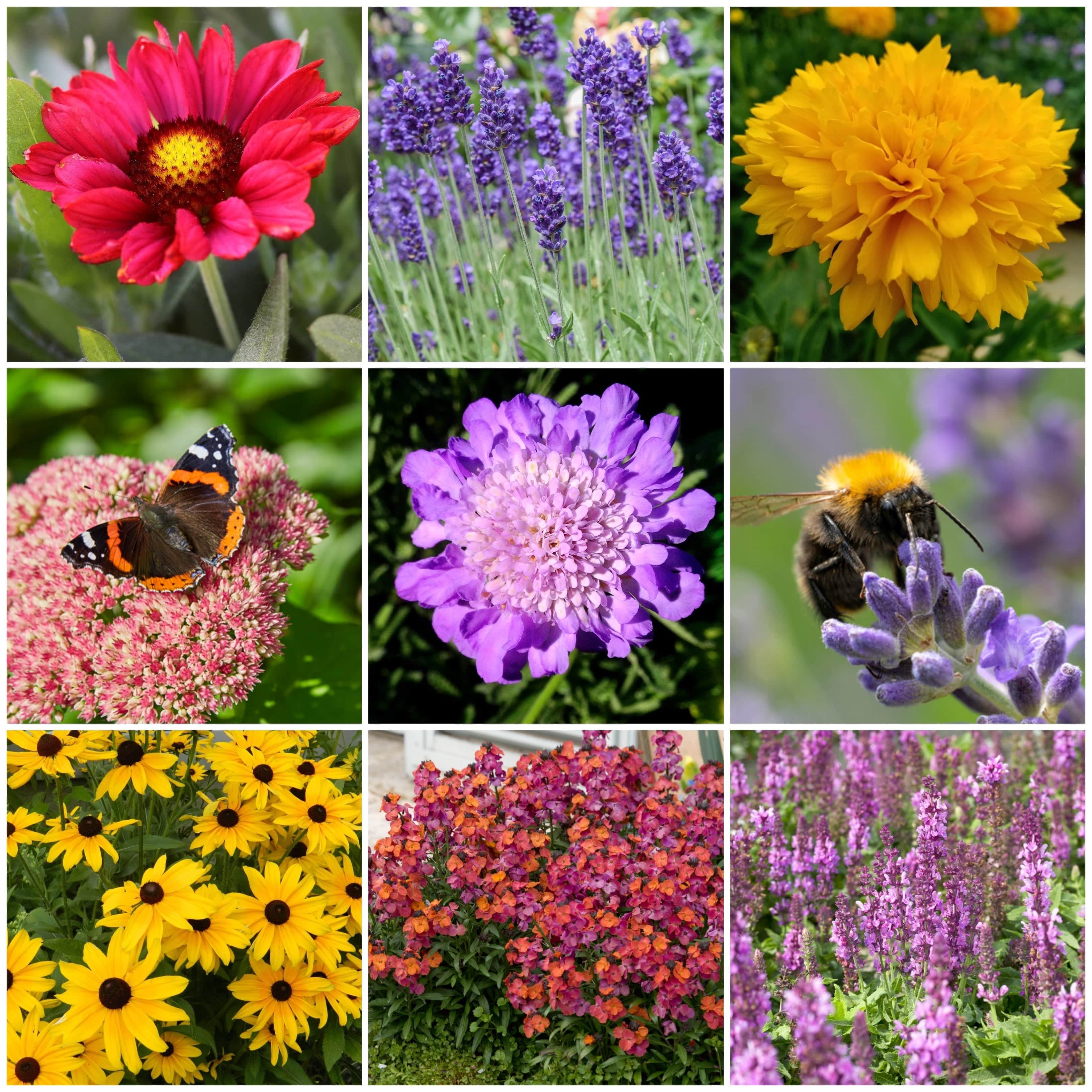 Plants for Butterflies and Bees | Perfect for Pollinators - Image 2