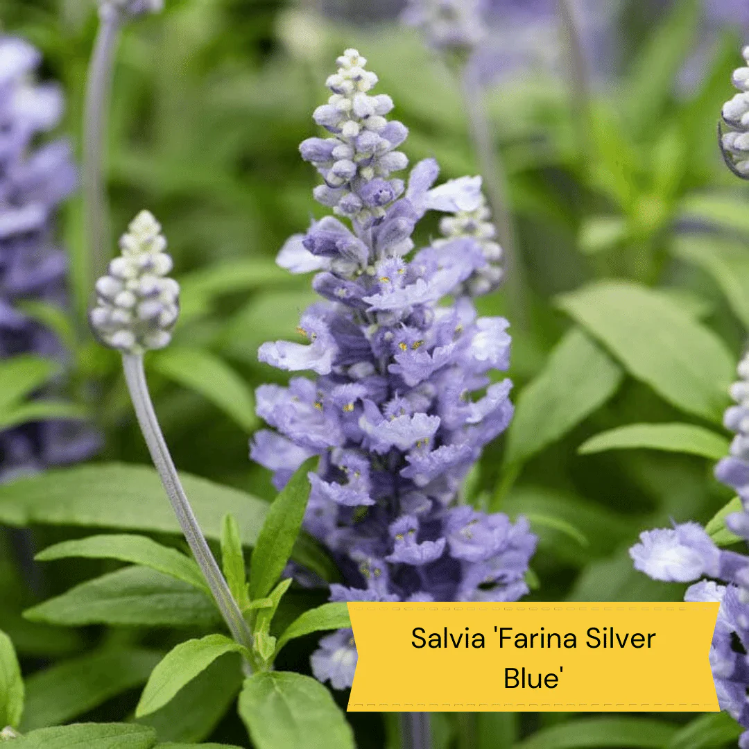 Plants for Butterflies and Bees | Perfect for Pollinators - Image 4