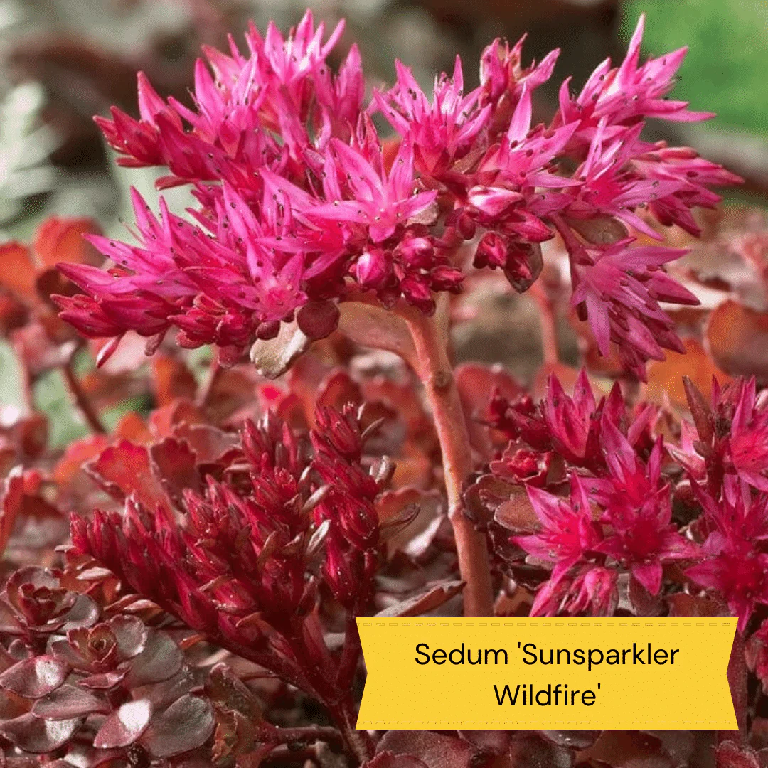 Plants for Butterflies and Bees | Perfect for Pollinators - Image 5