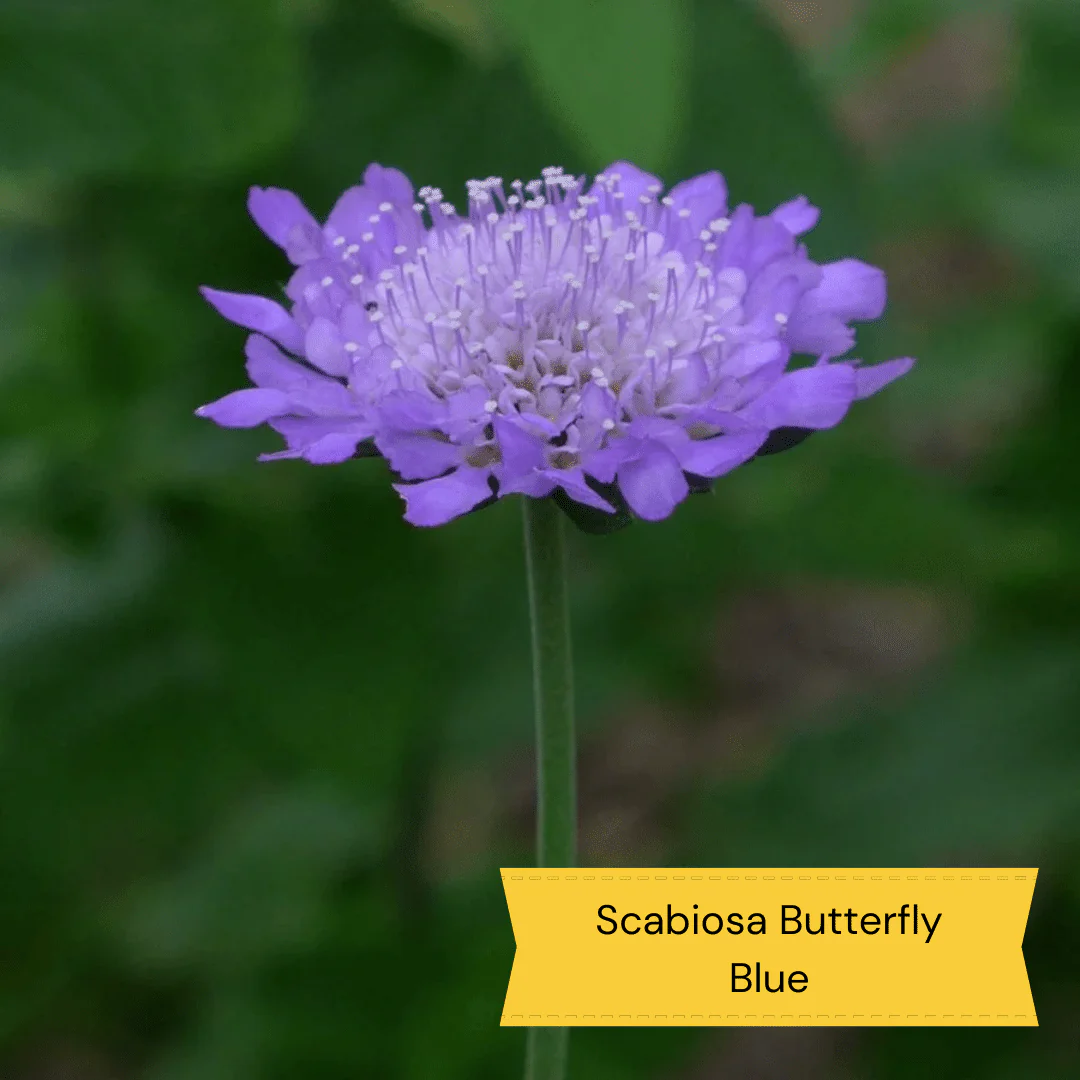 Plants for Butterflies and Bees | Perfect for Pollinators - Image 6