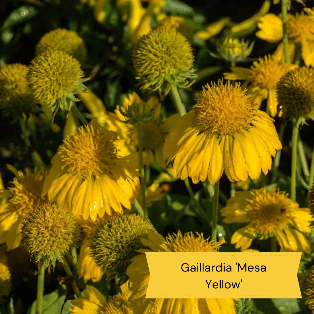 Plants for Butterflies and Bees | Perfect for Pollinators - Image 8