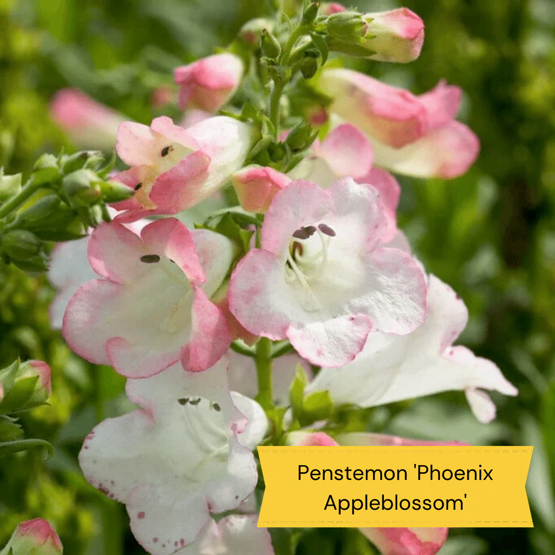 Plants for Butterflies and Bees | Perfect for Pollinators - Image 9