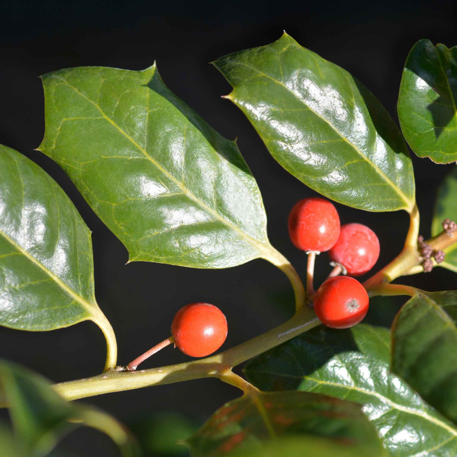 Pleached Holly Tree | Ilex aquifolium 'Nellie R Stevens' - Image 2