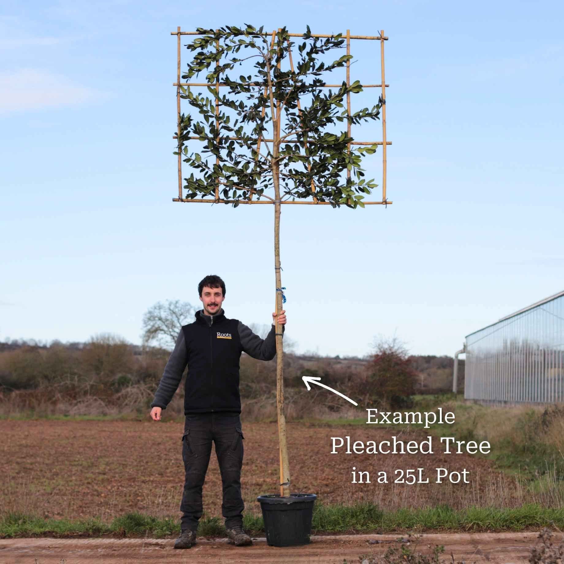 Pleached Ebbinge's Silverberry Tree | Elaeagnus x ebbingei - Image 4
