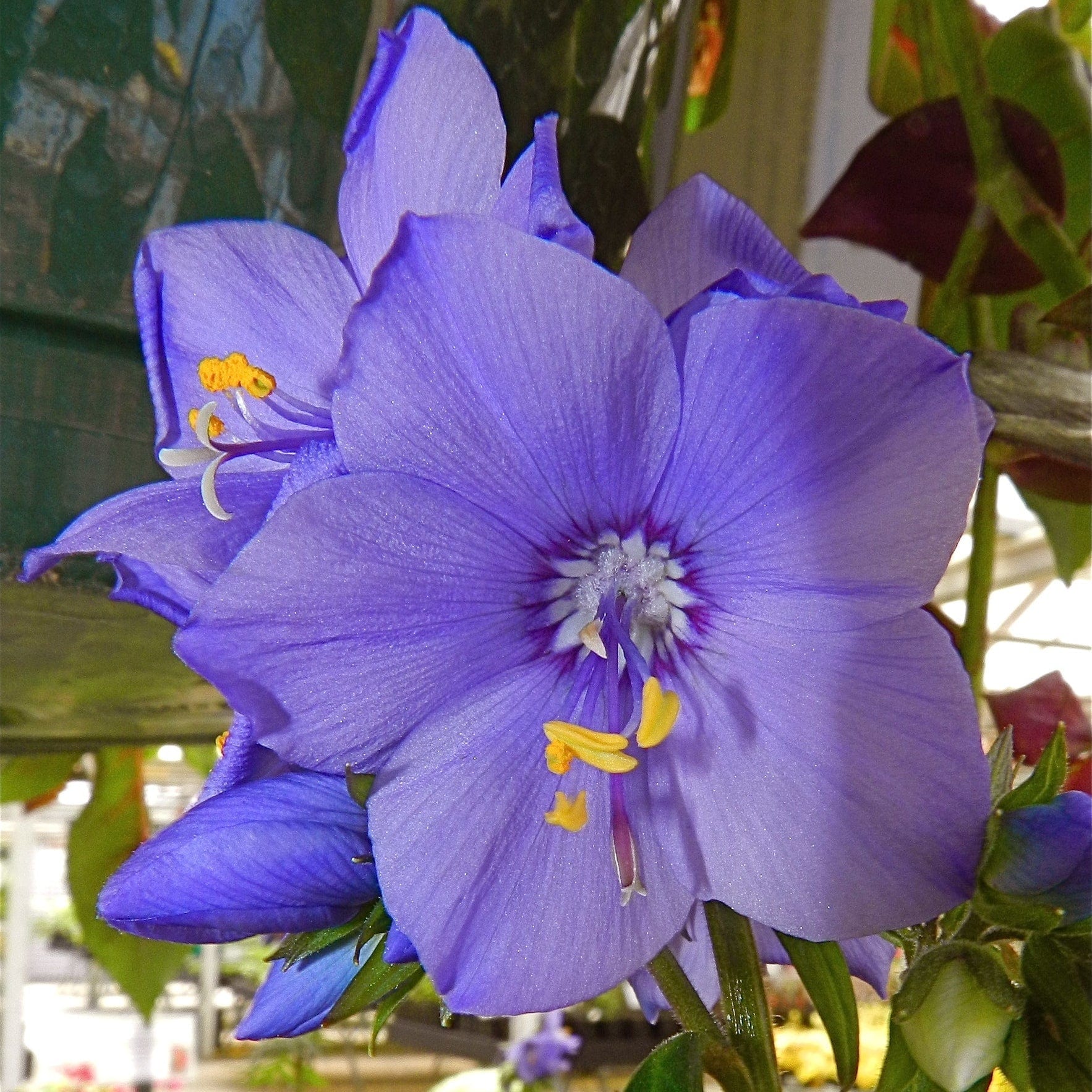 Polemonium 'Bressingham Purple'
